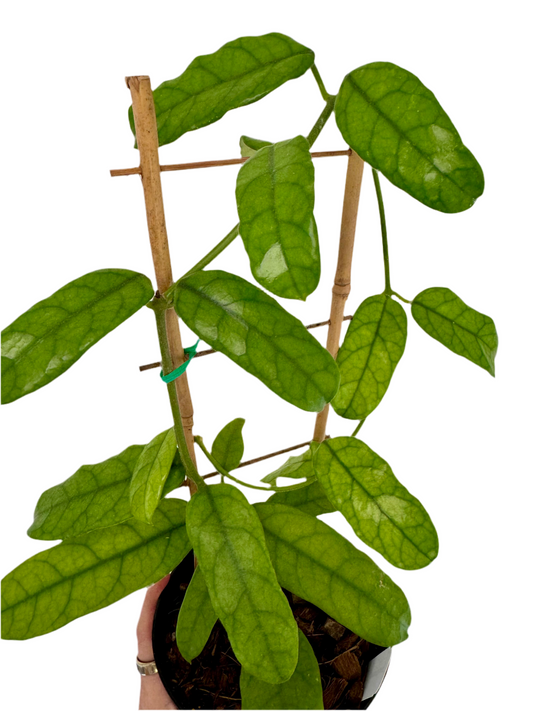 6” Hoya Globulosa on Trellis