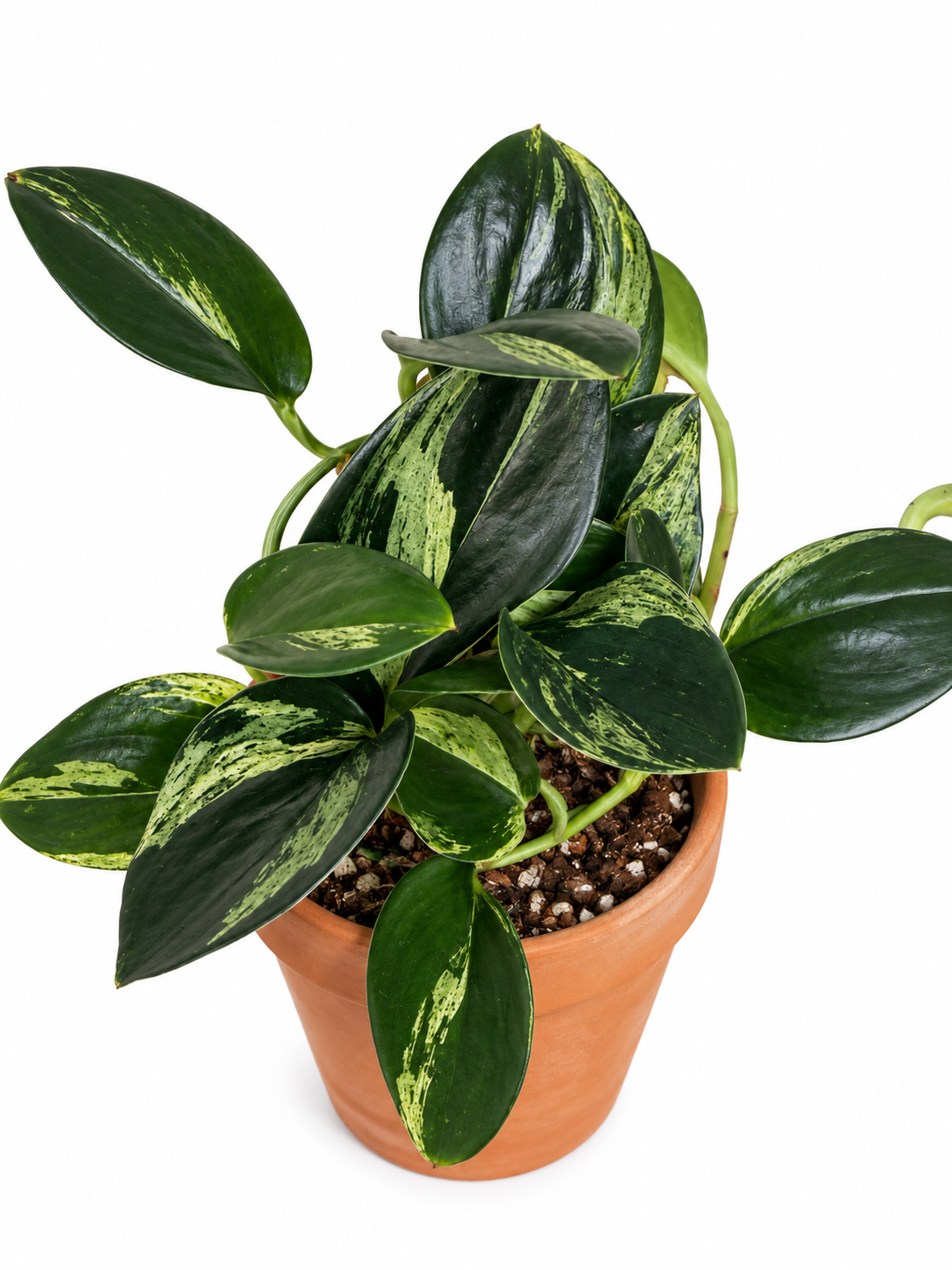 3" Scindapsus Treubii Moonlight Variegated (Dark Form)