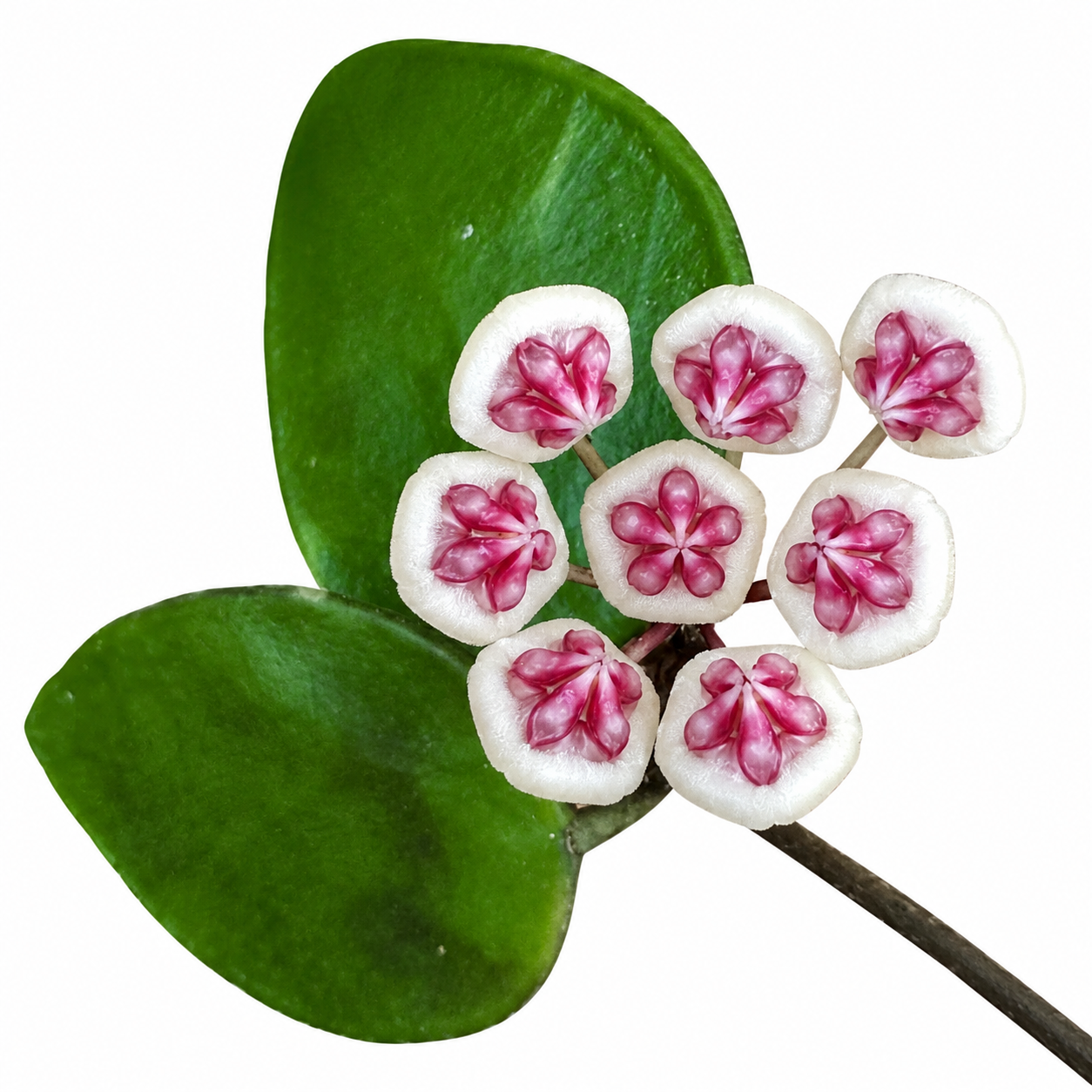 3” Hoya Benchaii Red