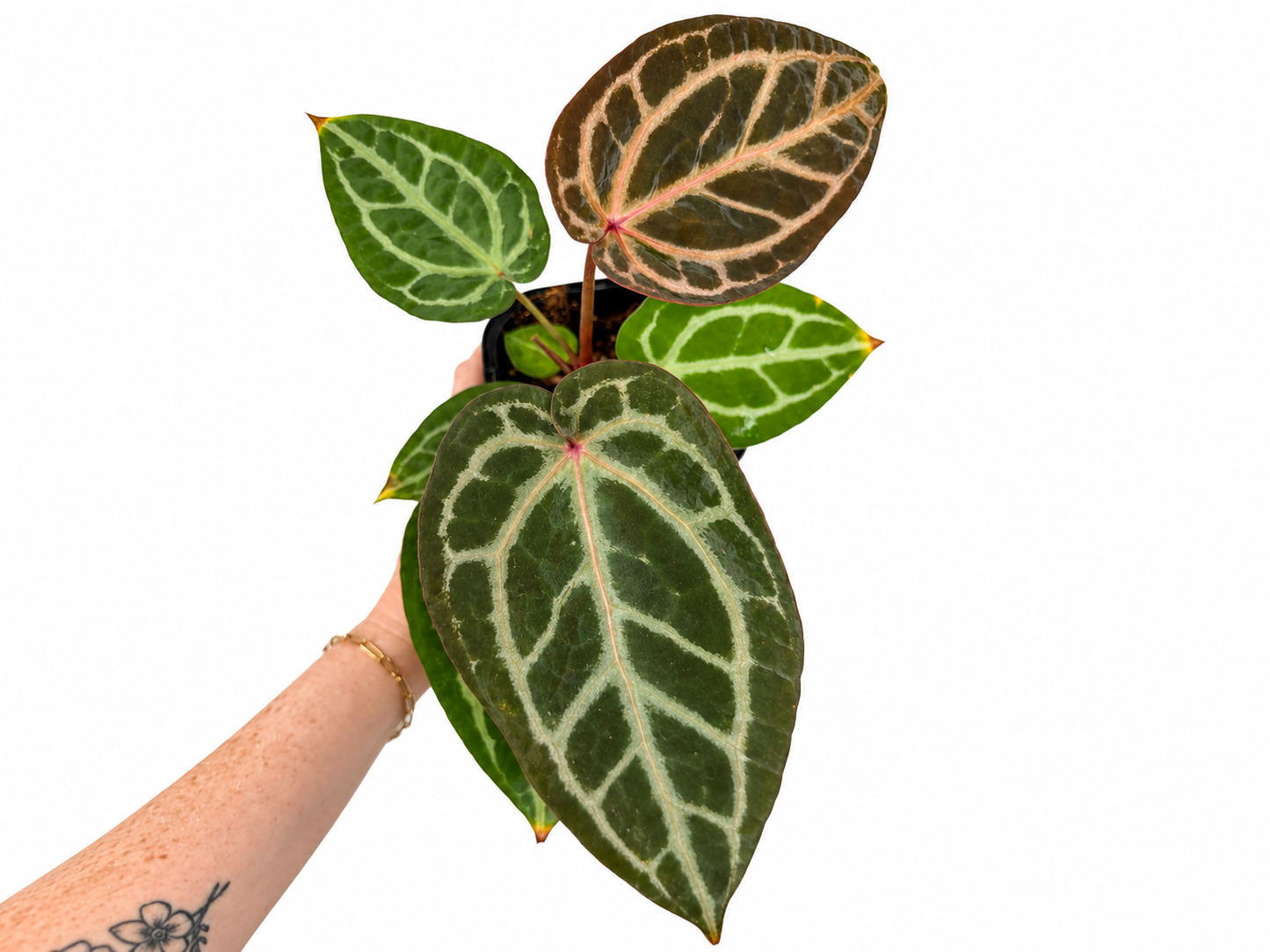 4" Anthurium 'Angela' x 'Black Widow'