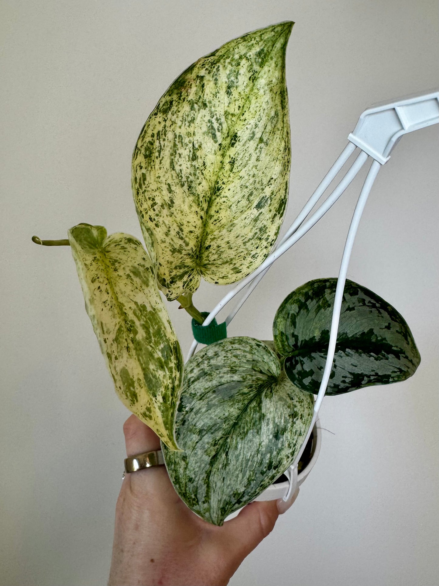 3” Scindapsus Peasun