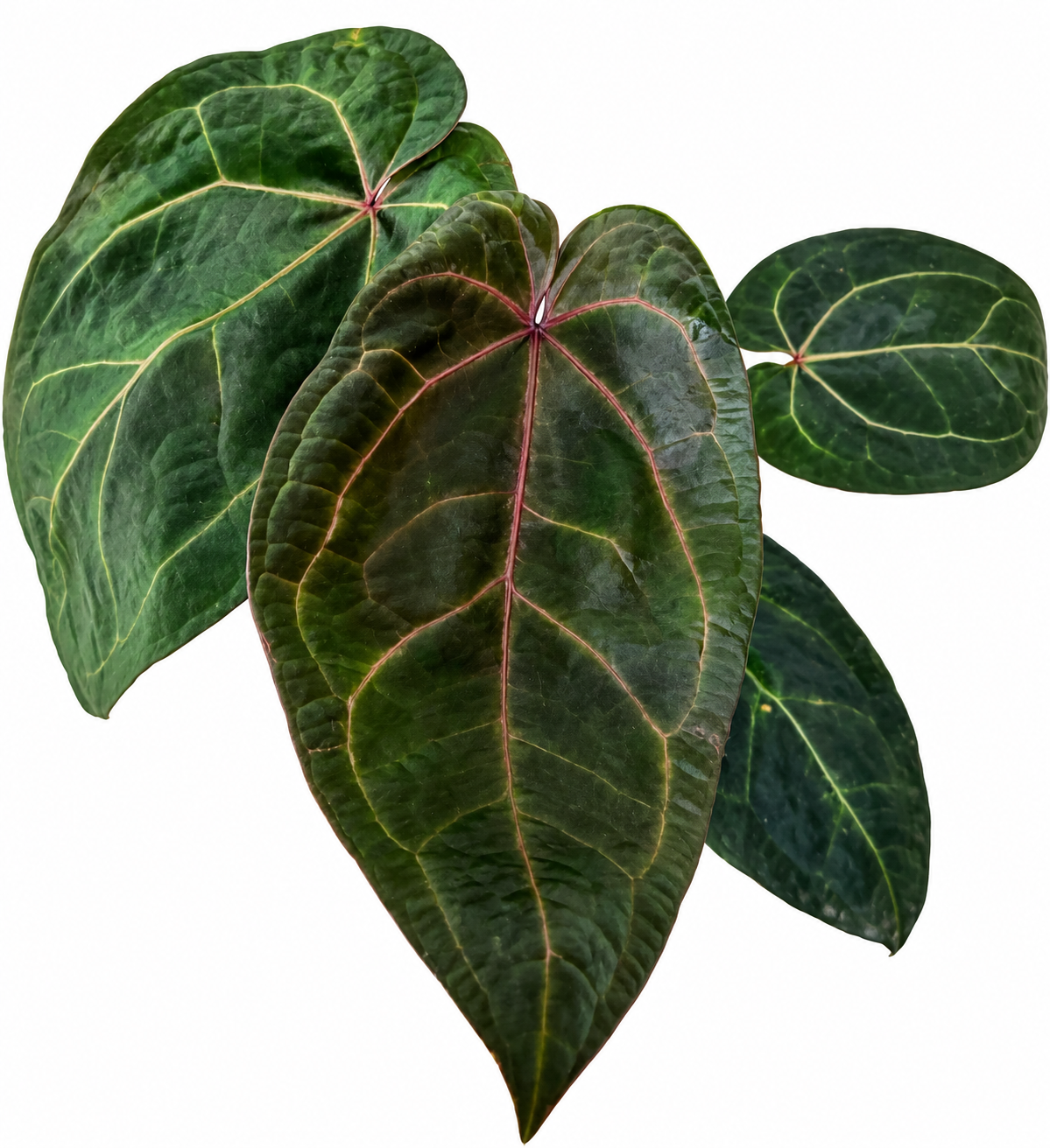 4” Anthurium ‘Ace of Spades’ (Tezula Dark Form) × (Zara × Michelle)