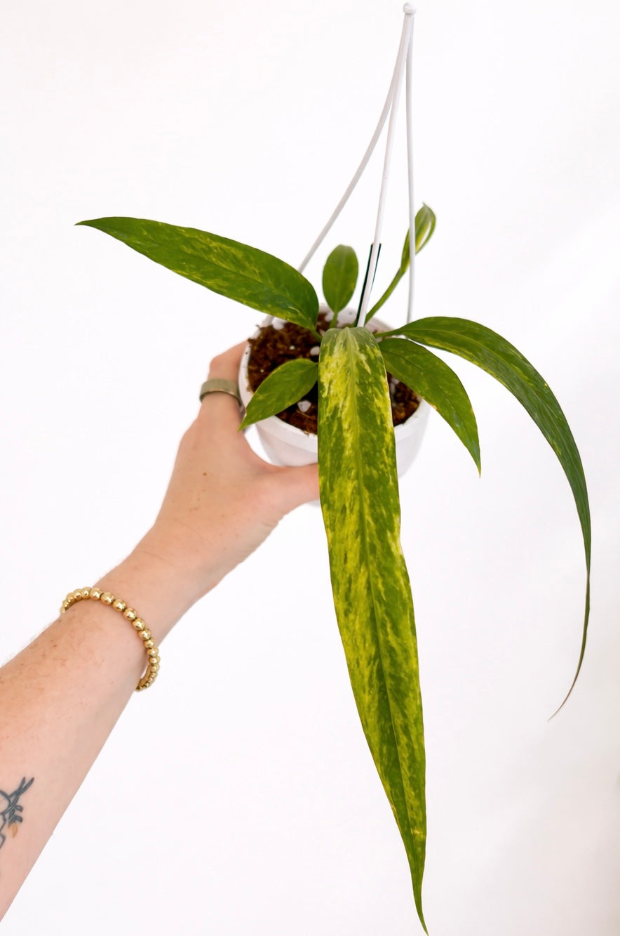 3" Anthurium Vittarifolium Variegated