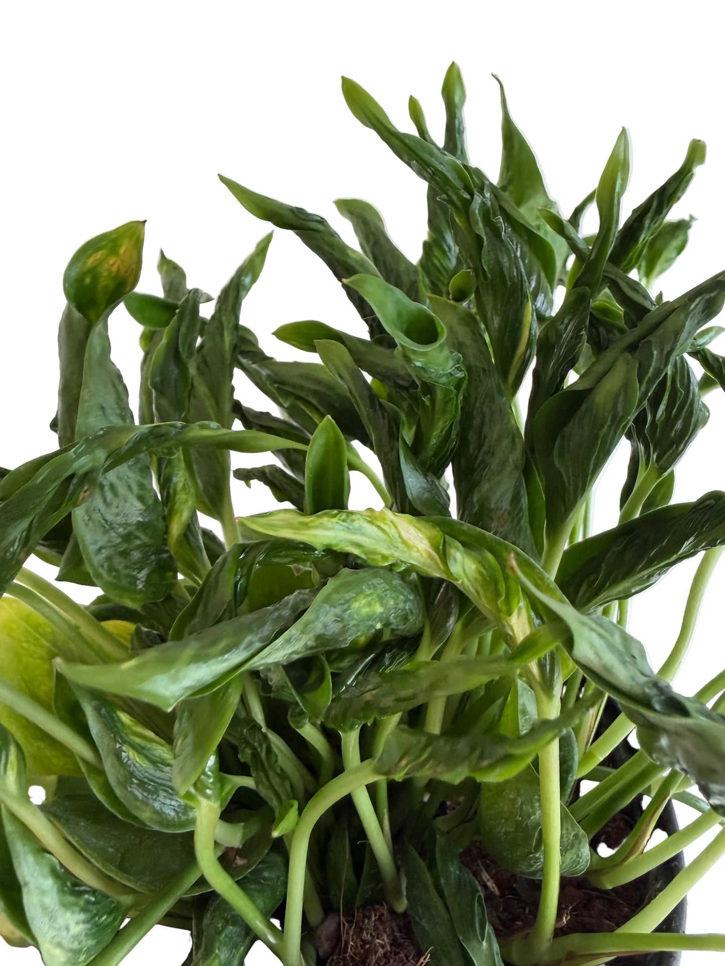 6” Pothos Shangri La