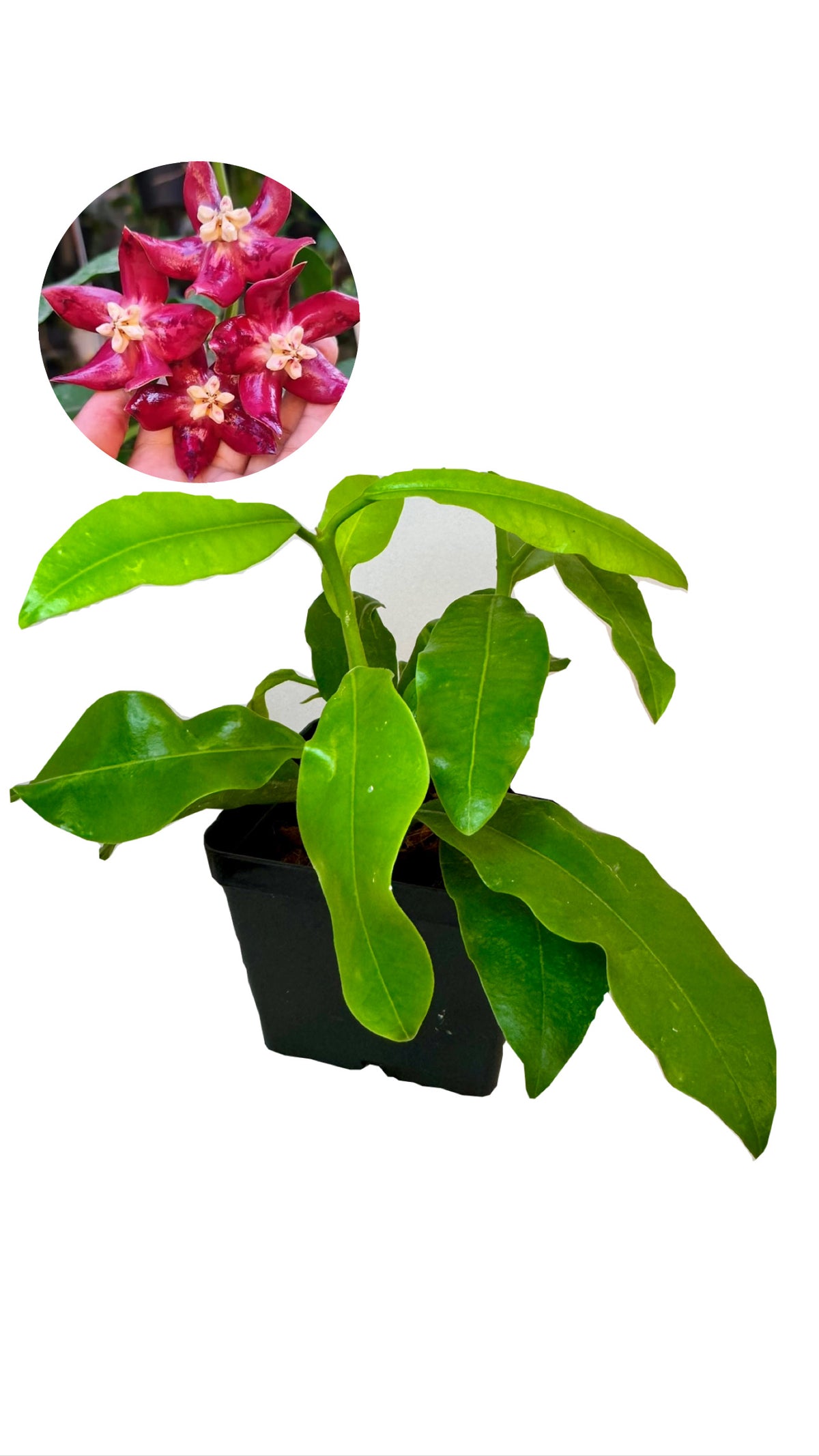 4" Hoya Imperialis (red flower)
