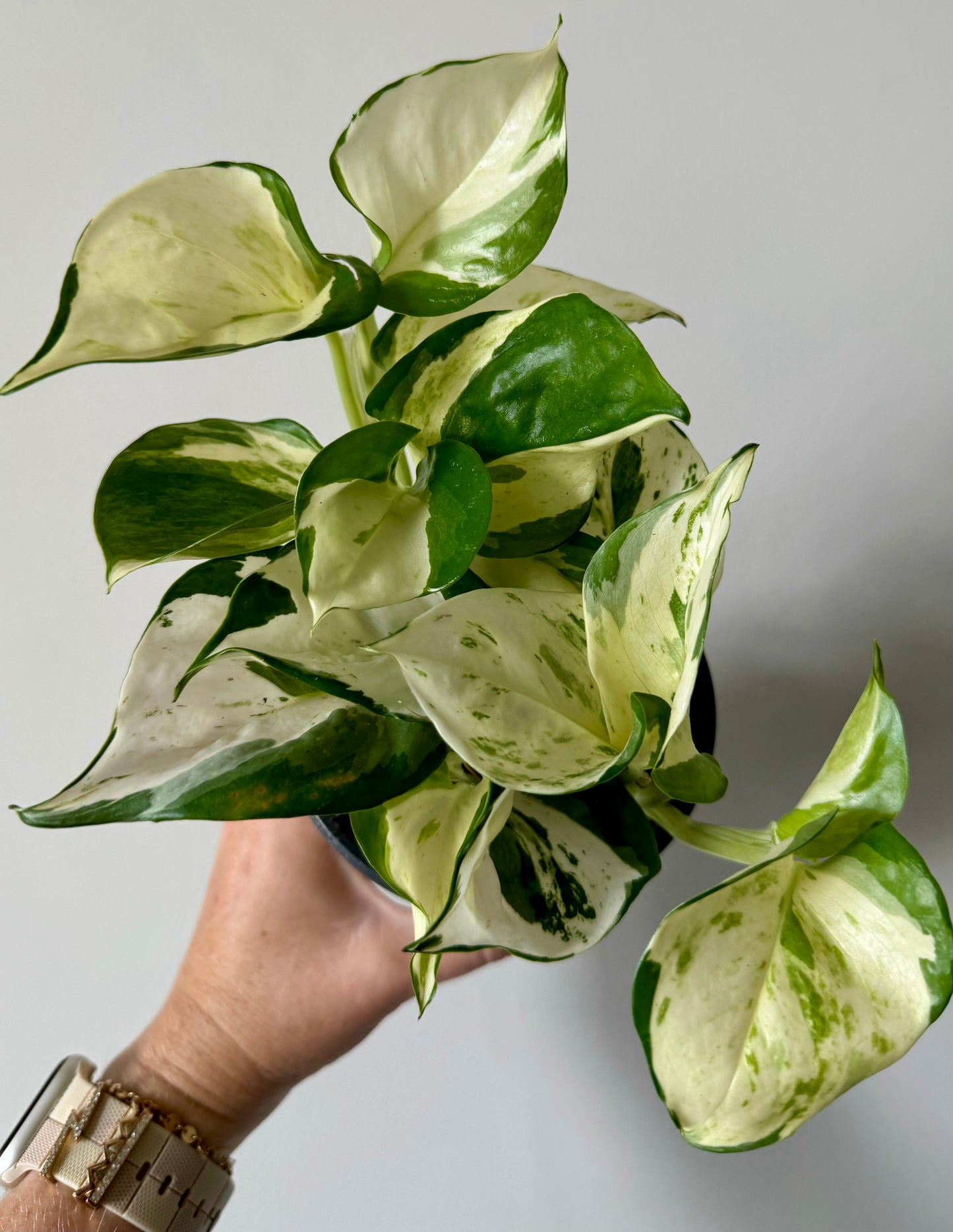 4” Manjula Pothos