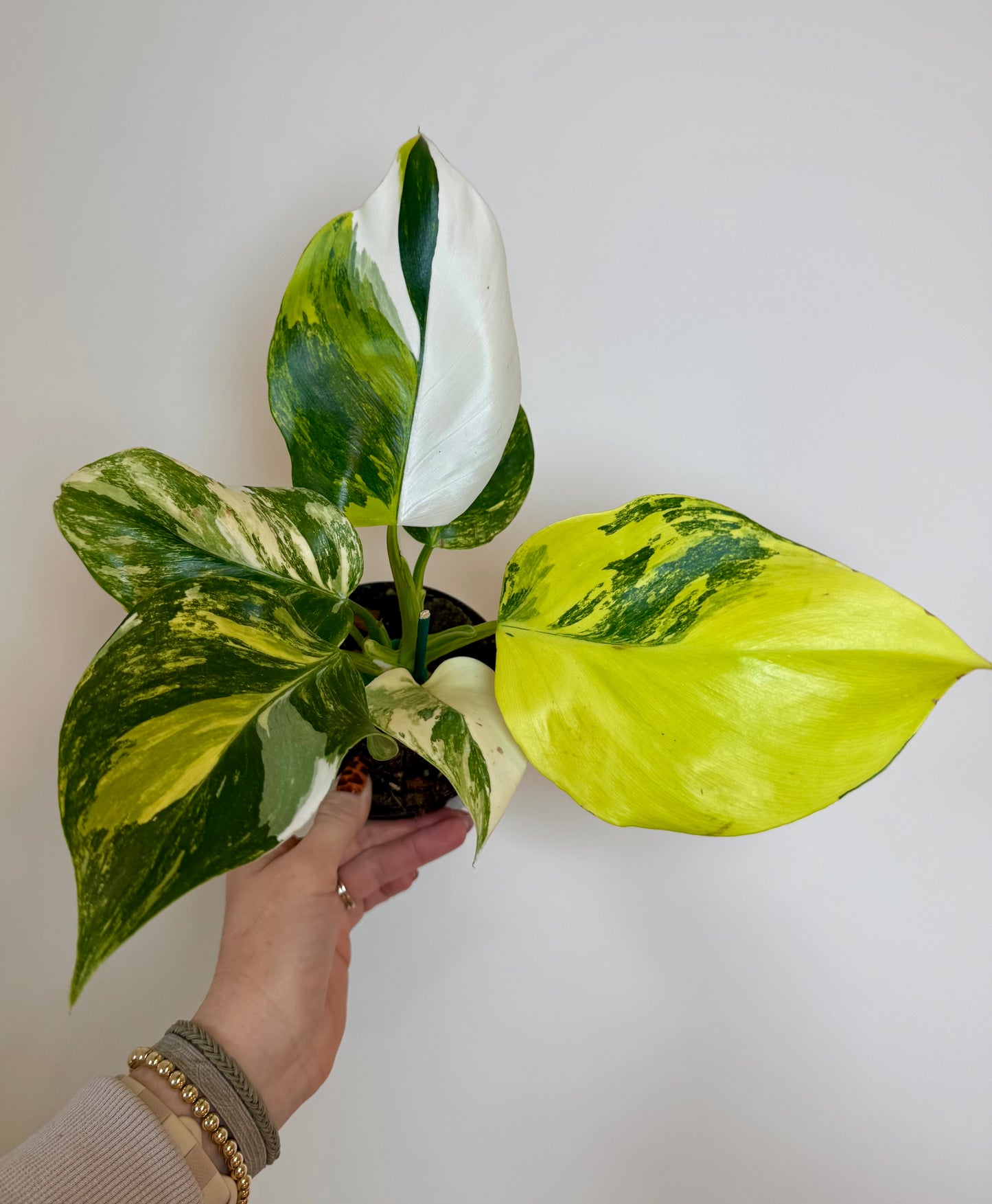 4" Philodendron White Wizard Tricolor