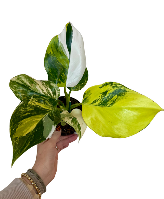 4" Philodendron White Wizard Tricolor