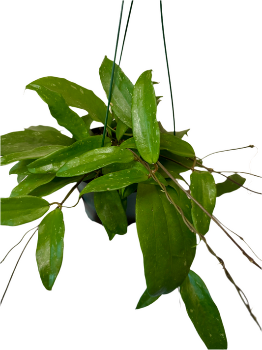 6” Hoya Rigida