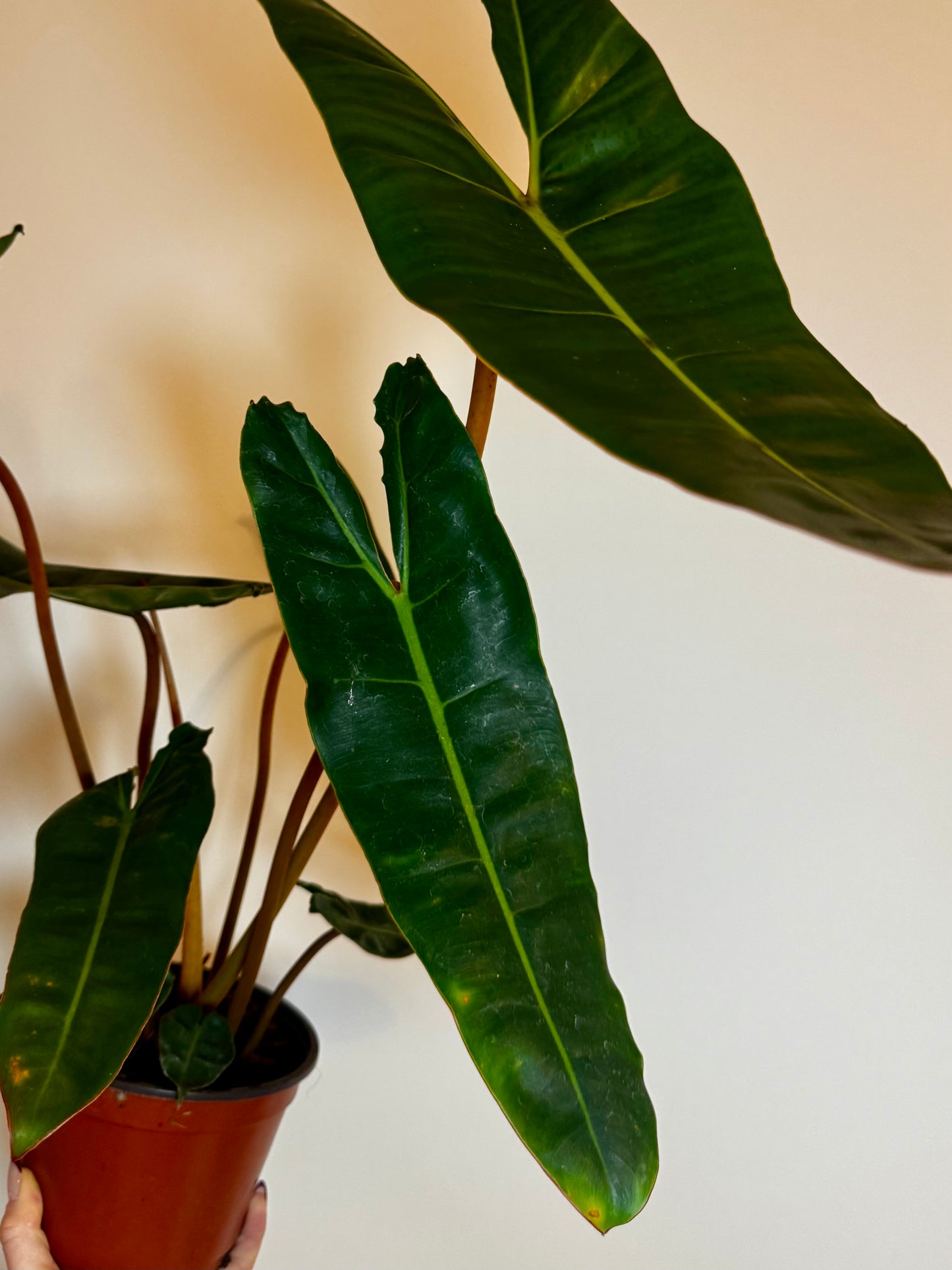 6" Philodendron Billietiae