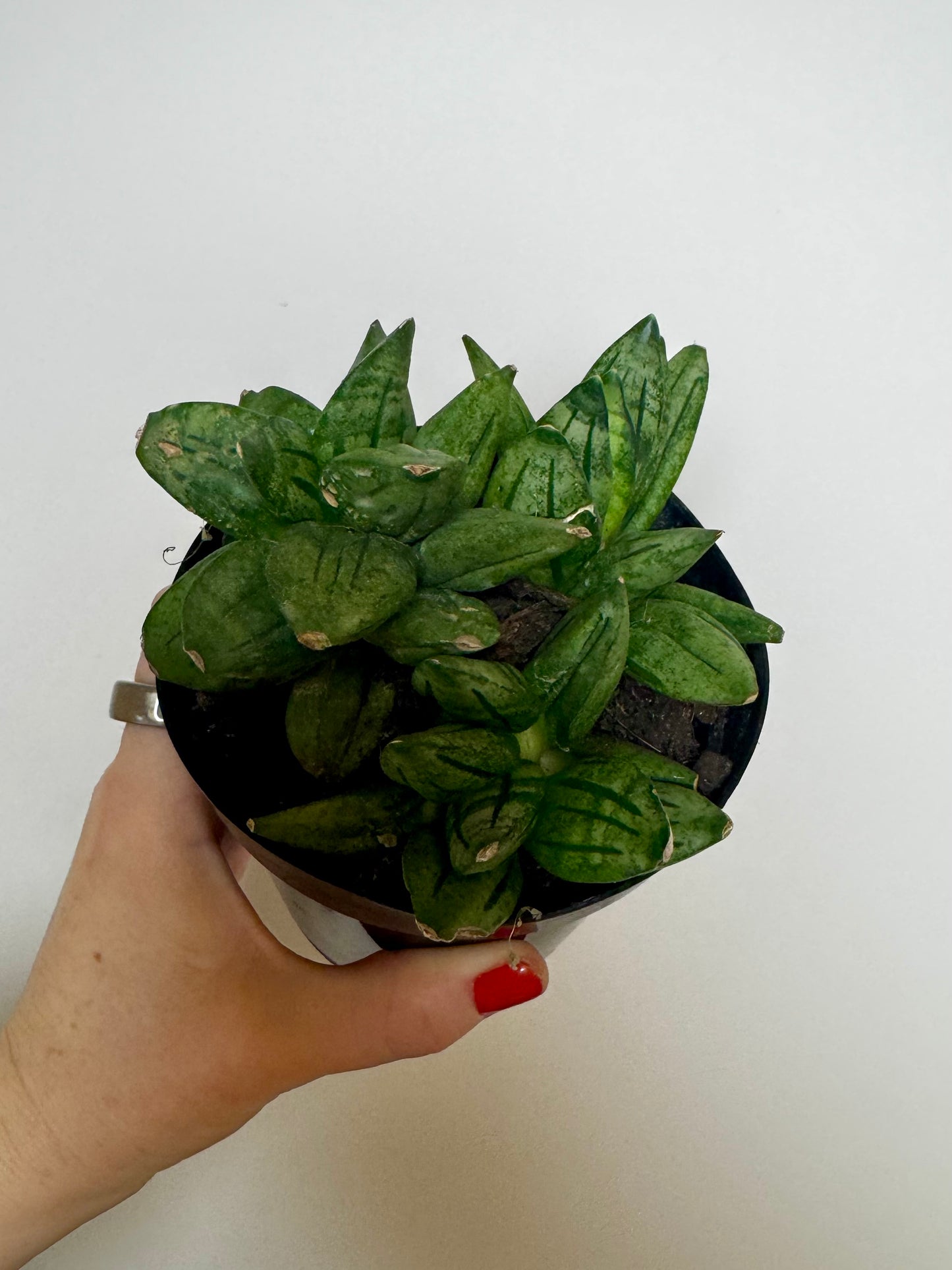 4" Sansevieria ‘Pyramid’