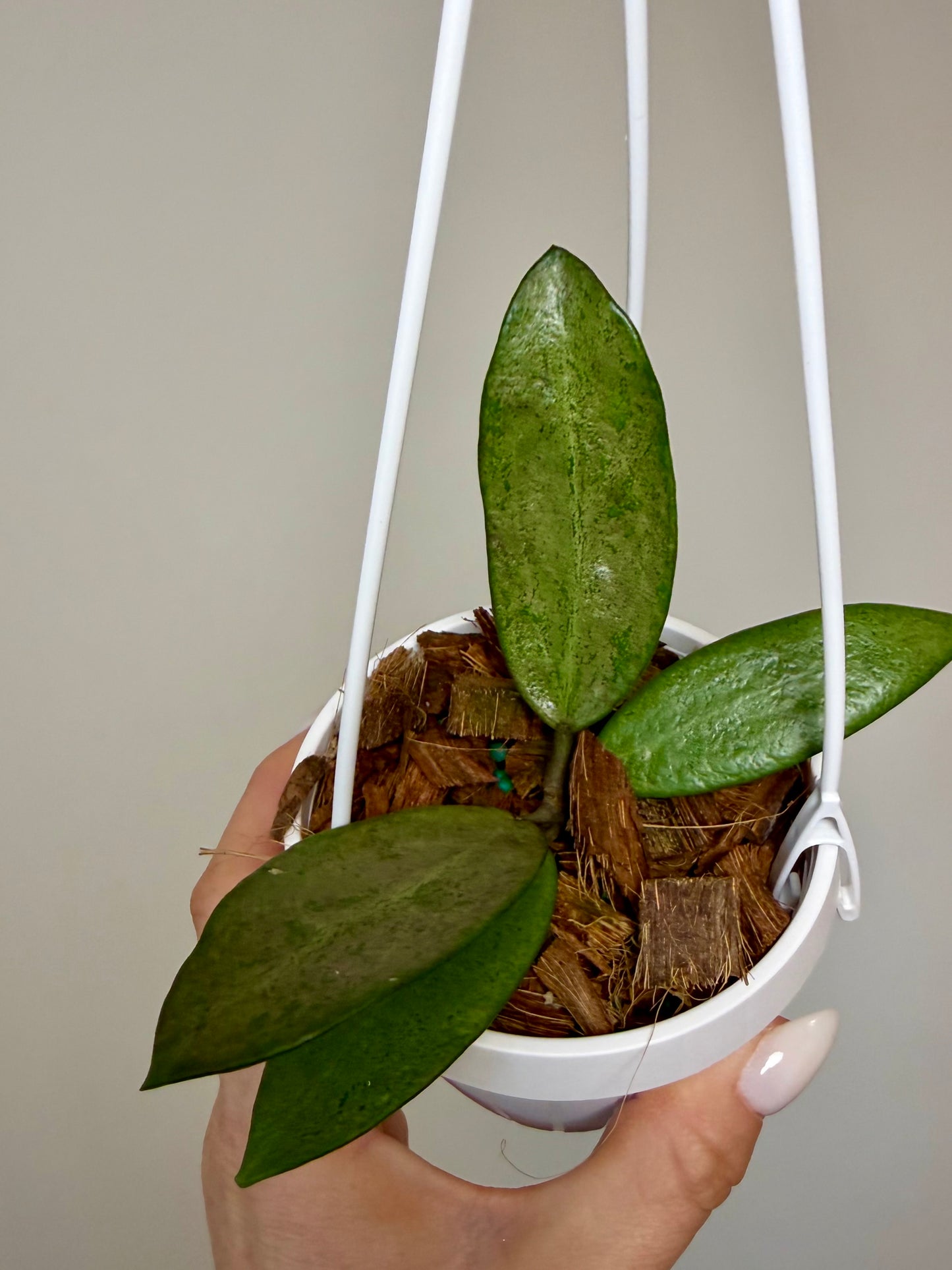 4" Hoya Silver Lady