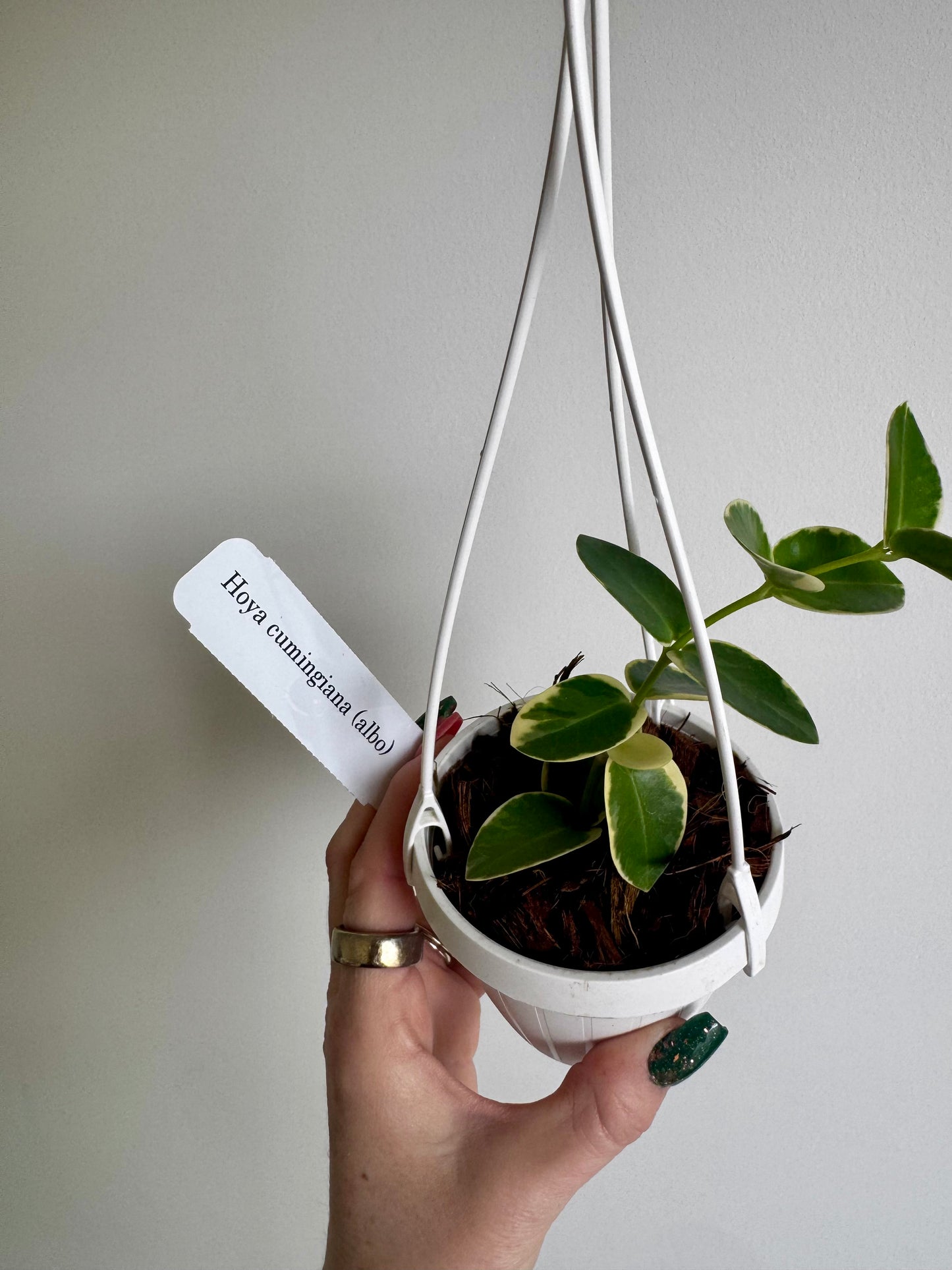 3” Hoya Cumingiana Albo Variegated