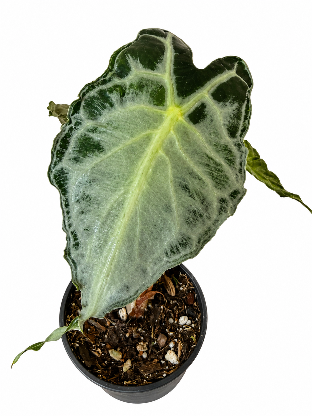 4” Alocasia Venom