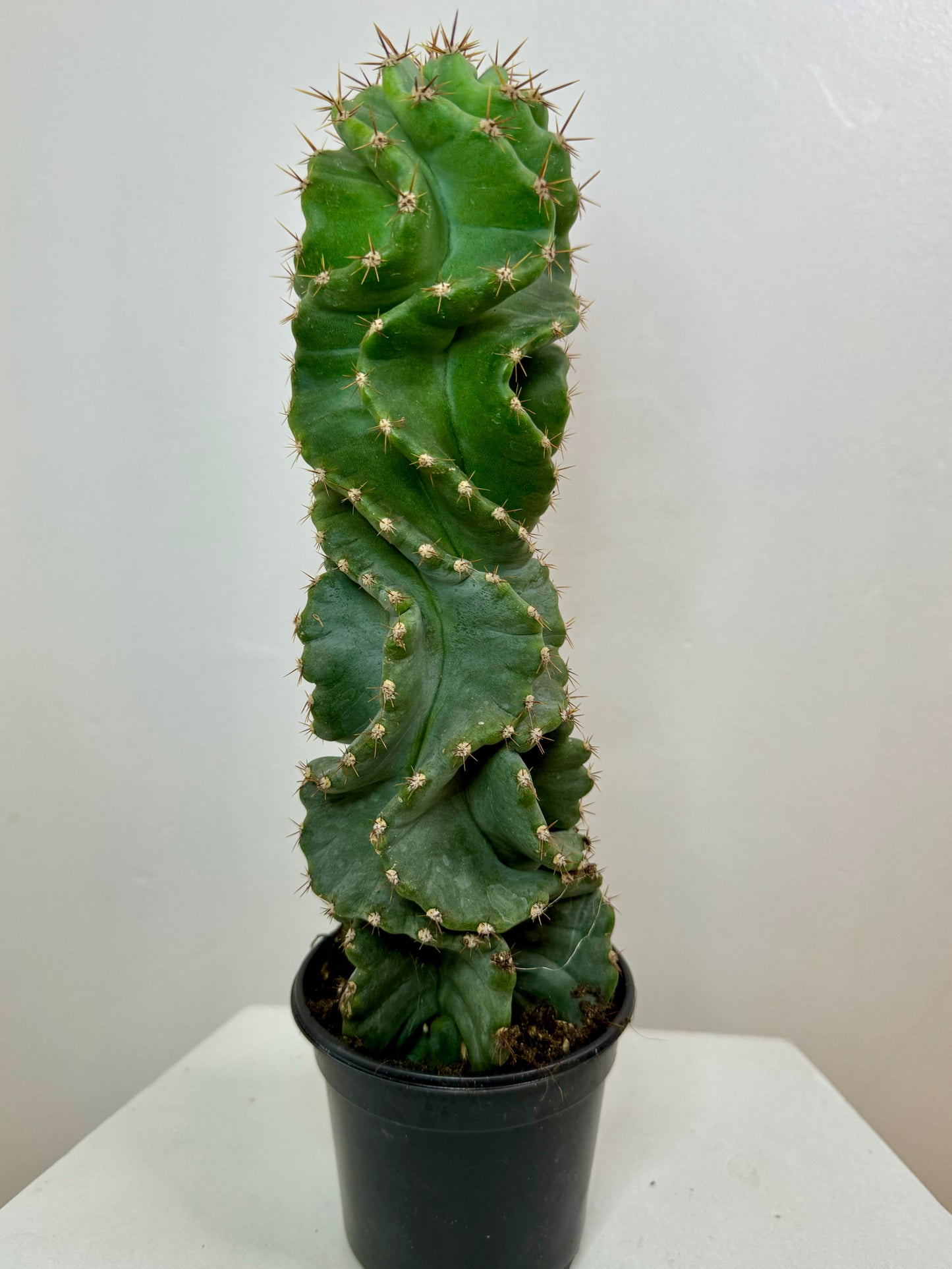 4” Spiral Cactus