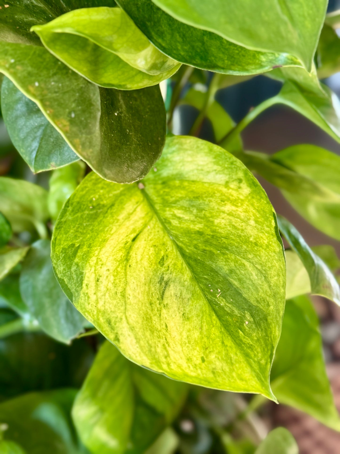 8" Guacamole Pothos HB 🌿 (Exclusive Launch!)