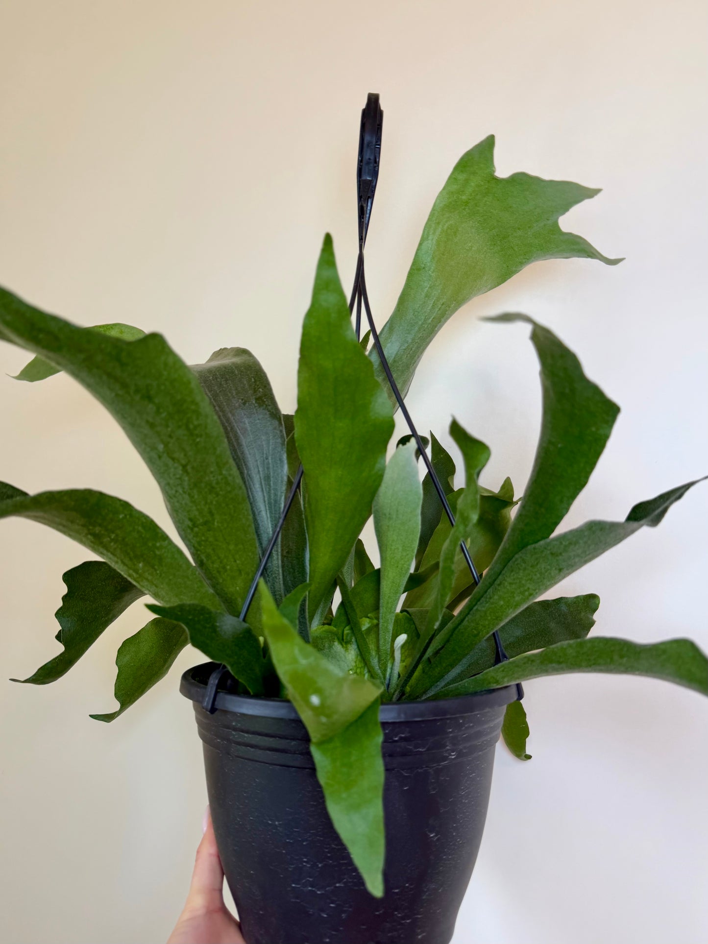 8” Staghorn Fern