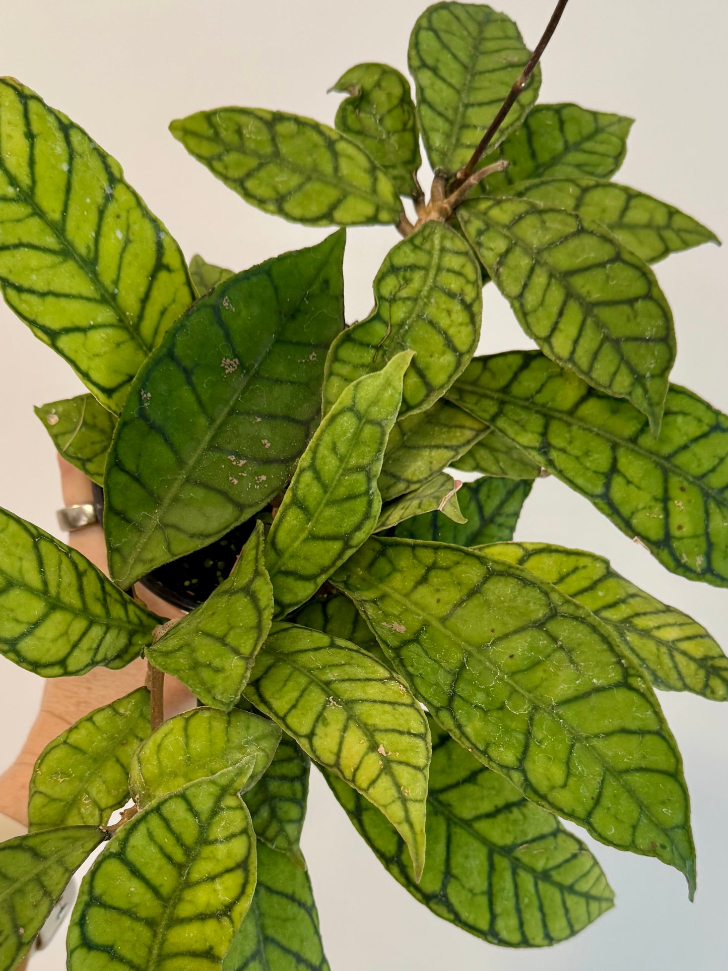 4" Hoya Callistophylla