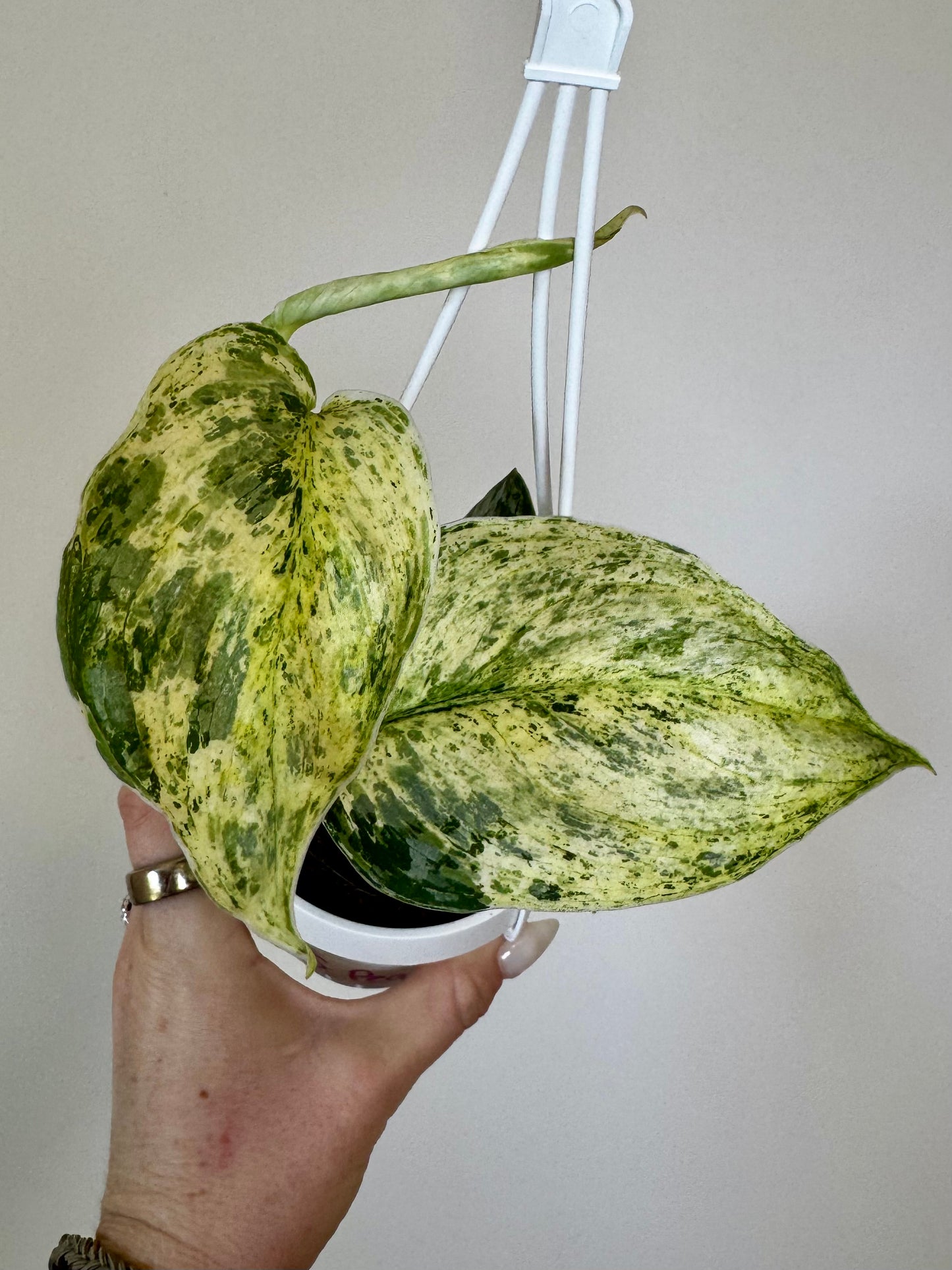 3” Scindapsus Peasun