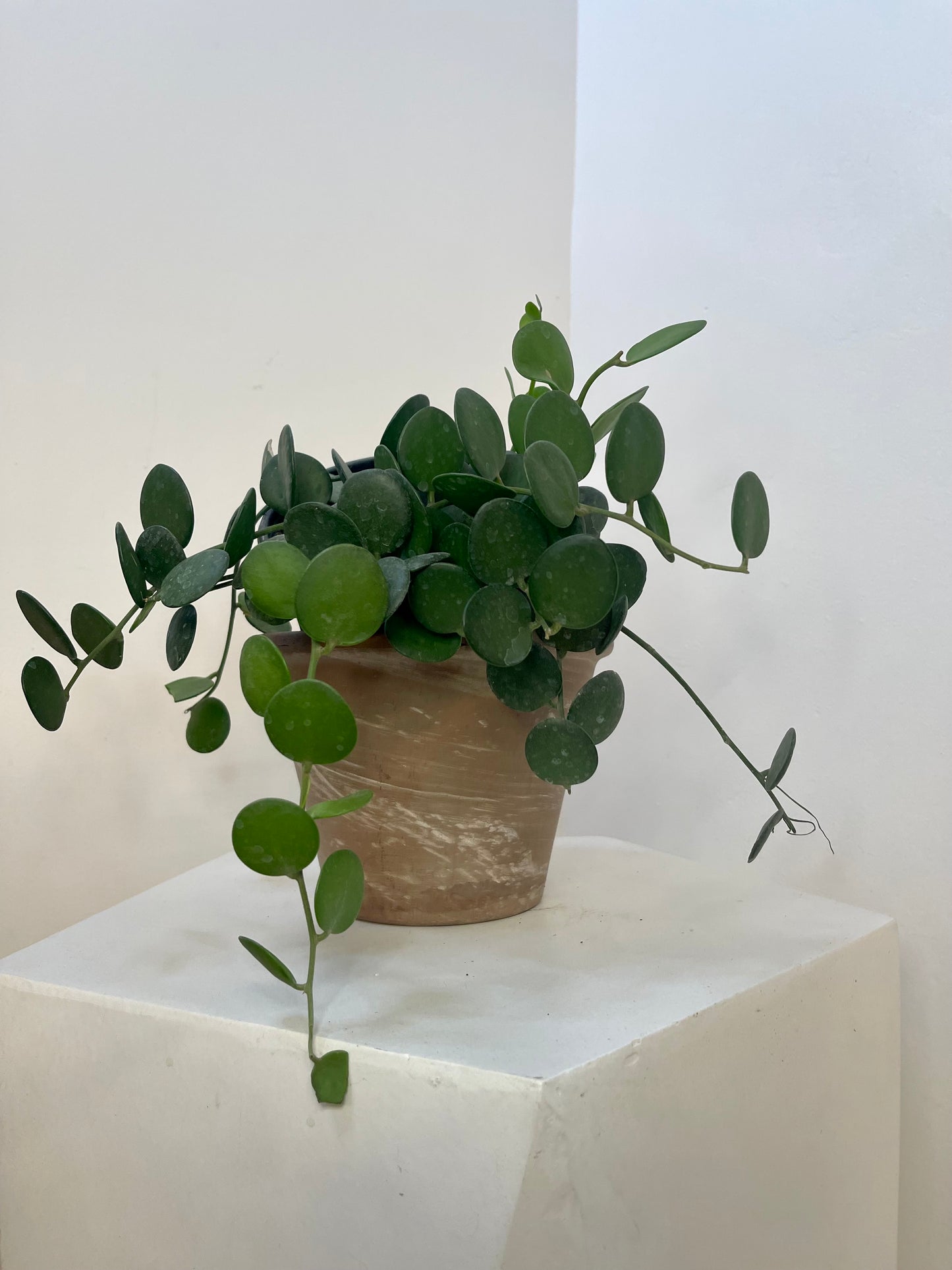6" Silver Dollar Vine 'Xerosocyos Dangui"