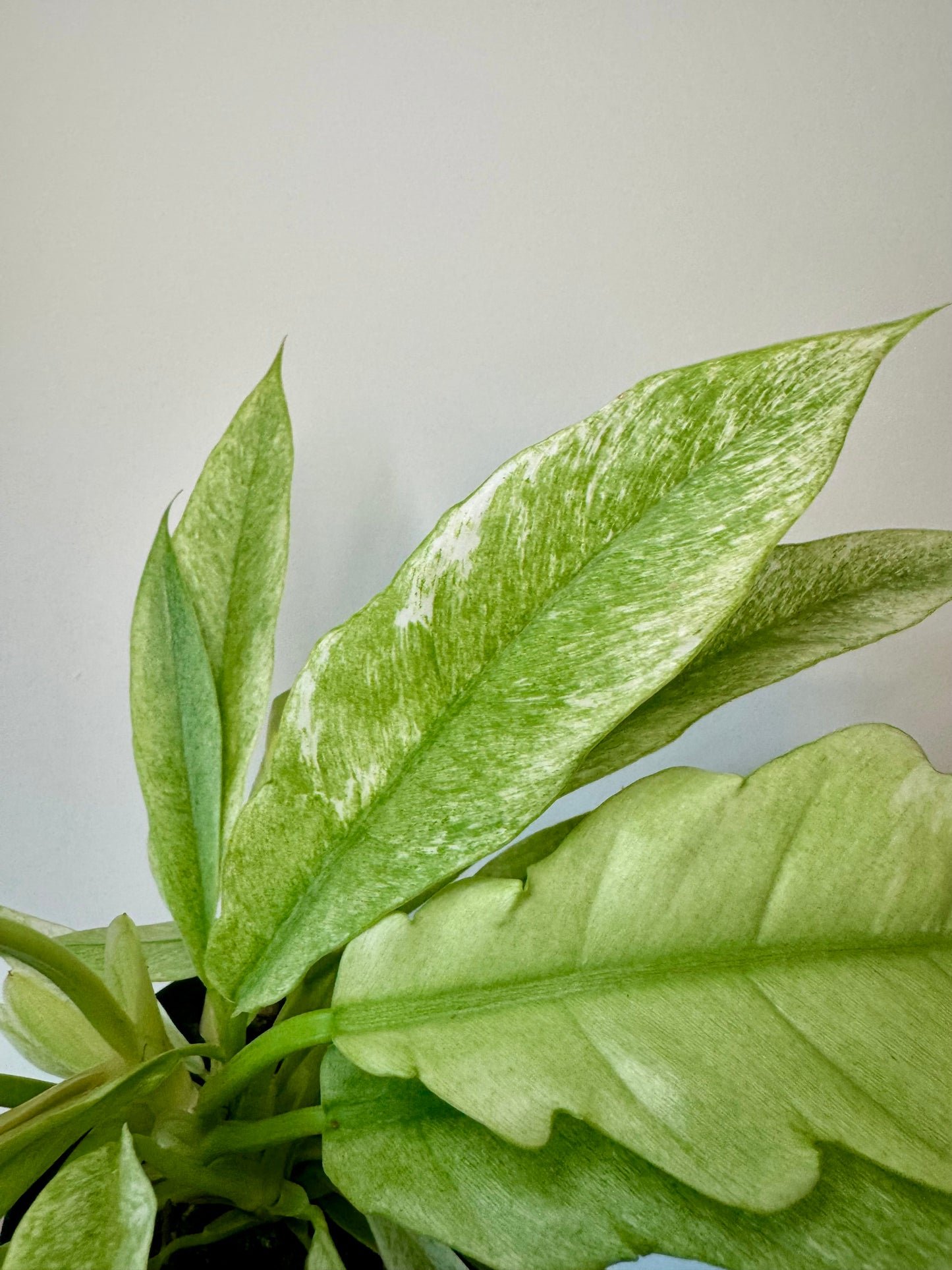 4” Philodendron 'Pluto' Mint Variegated