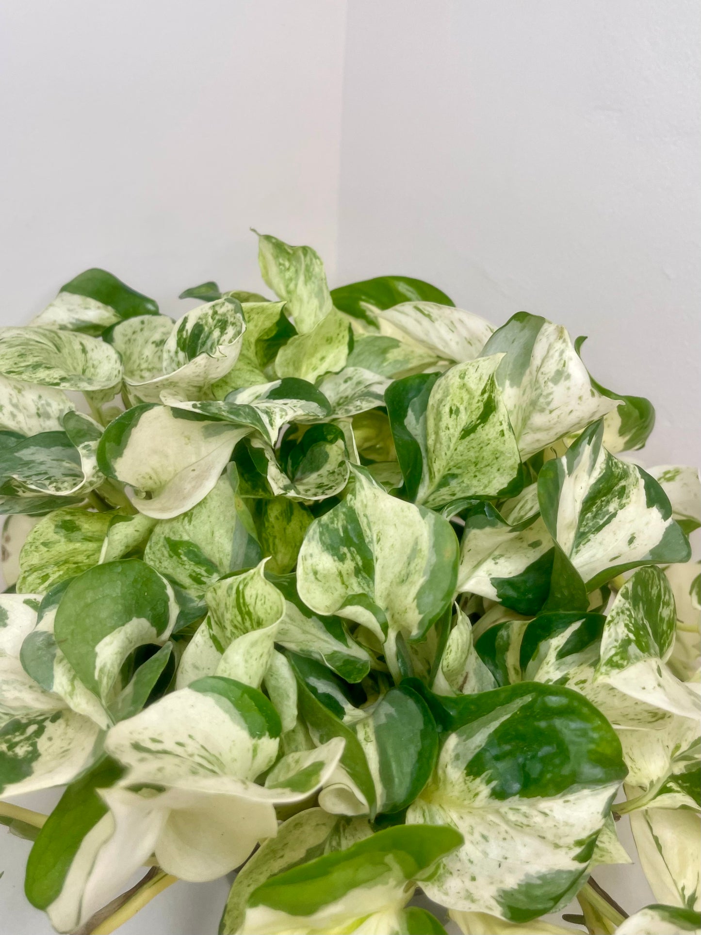 8” Manjula Pothos