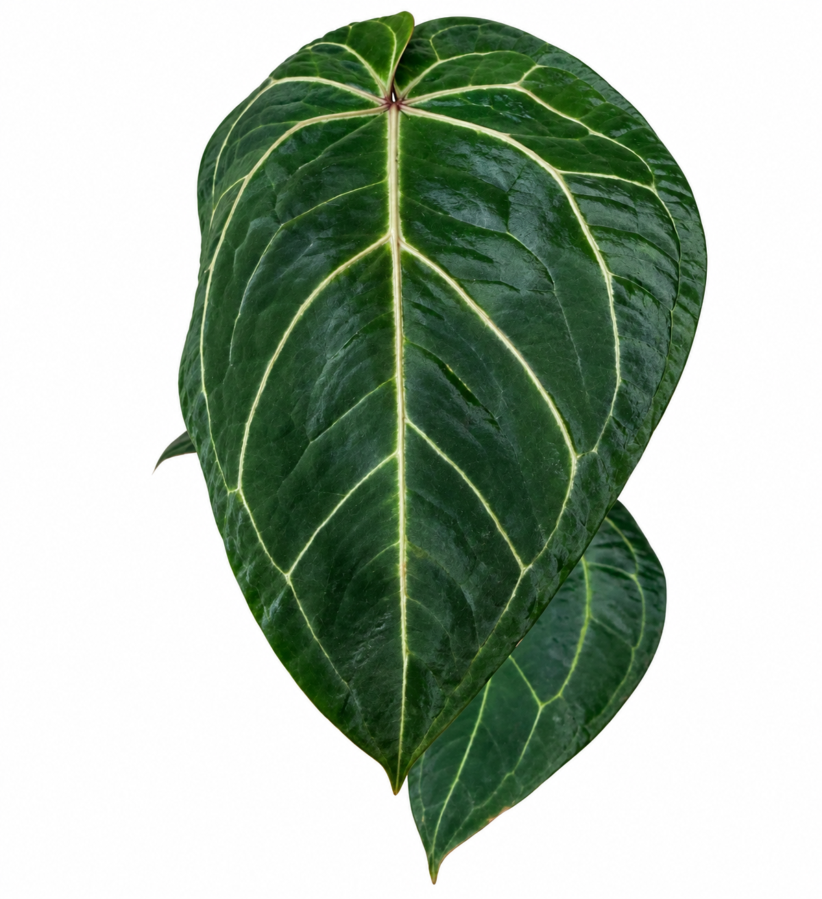 4” Anthurium ‘Ace of Spades’ (Tezula Dark Form) × (Zara × Michelle)