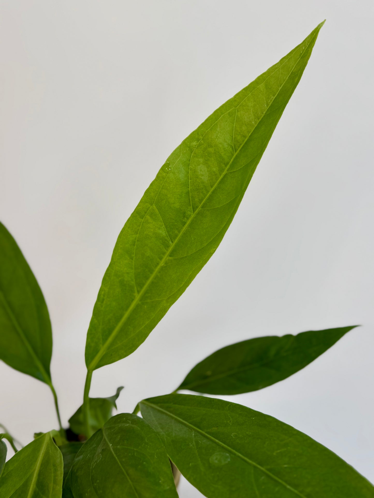 4" Anthurium 'Big Bill'