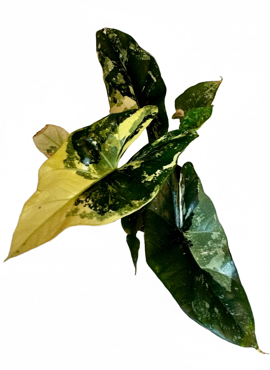 4" Alocasia Simpo Variegated
