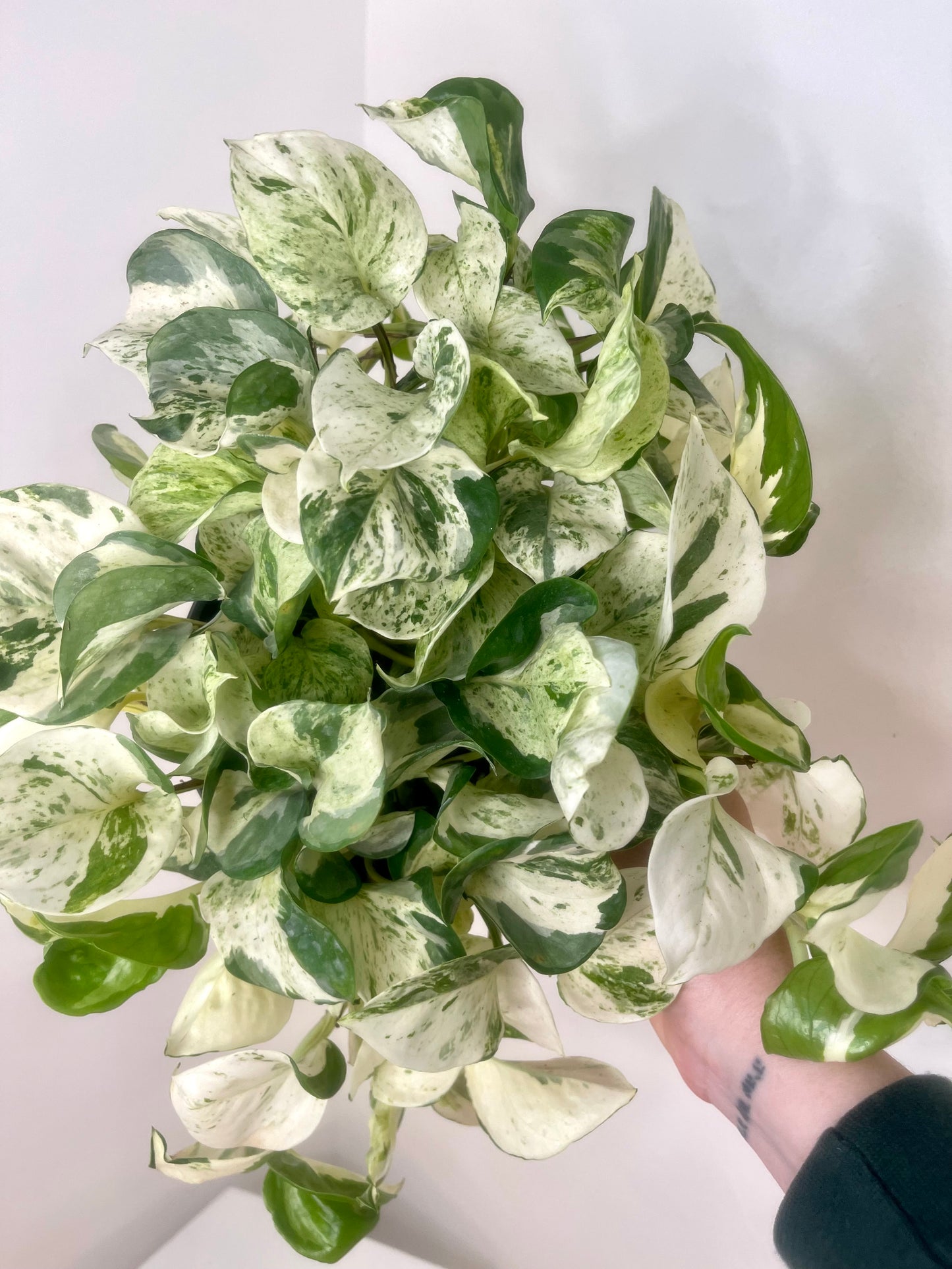 8” Manjula Pothos