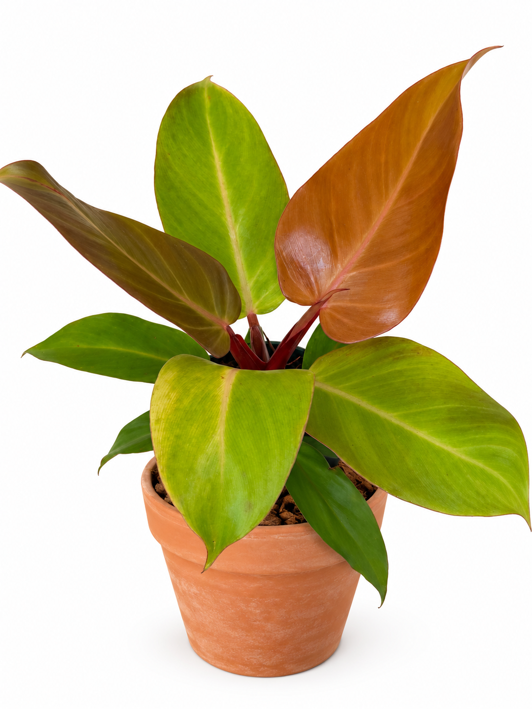 4" Philodendron McColley's Finale