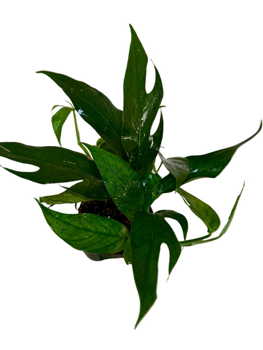 4.5" Pothos Baltic Blue