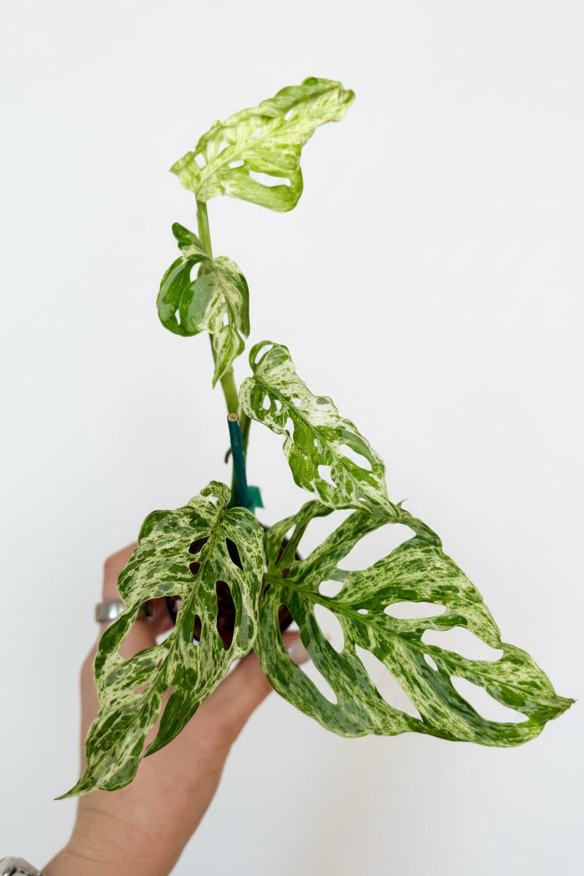 2” Monstera Adansonii Laniata Mottled