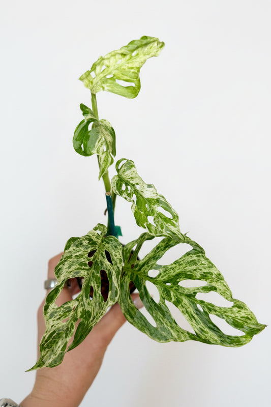 2” Monstera Adansonii Laniata Mottled