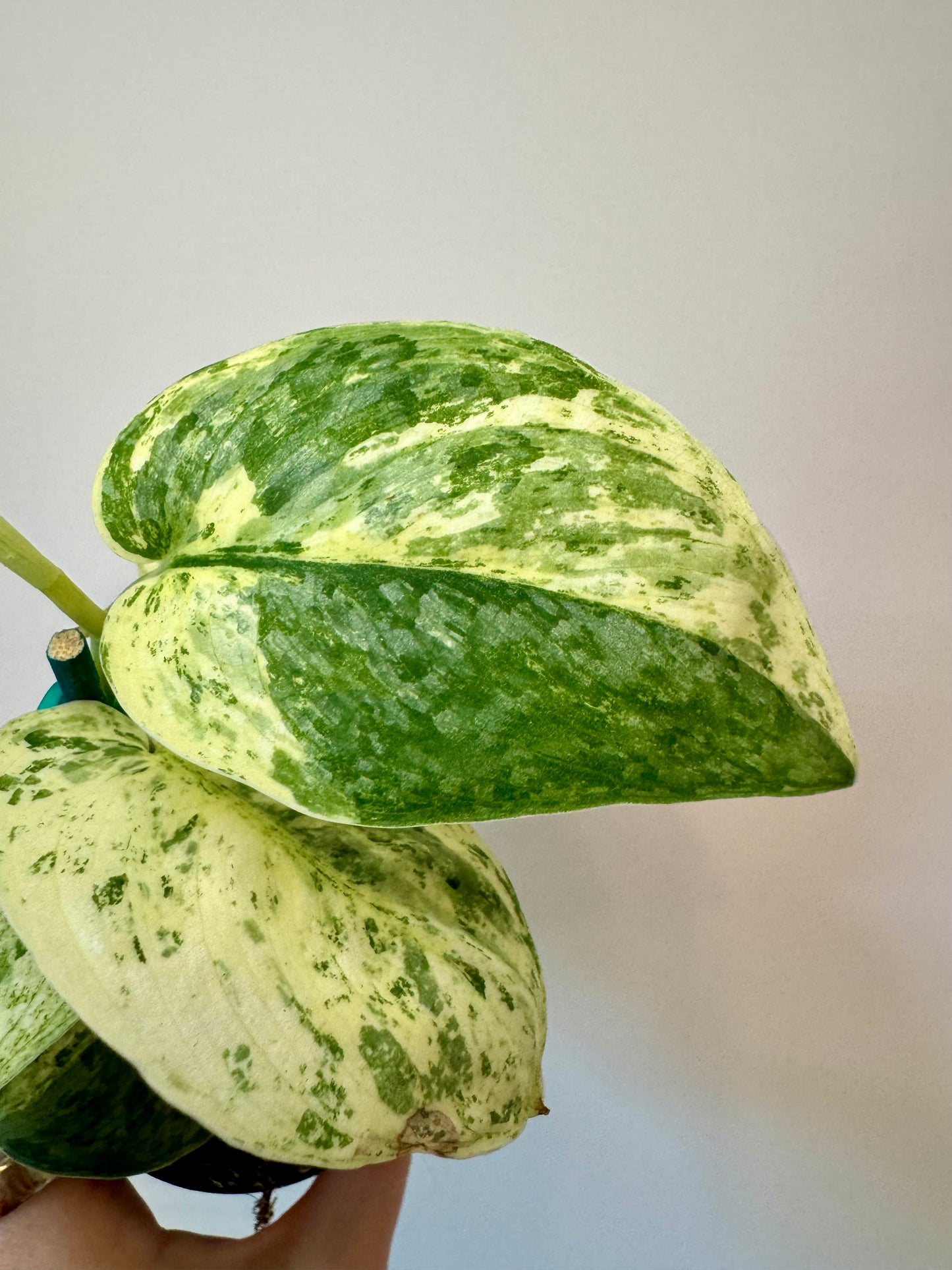 3” Scindapsus Halimoon
