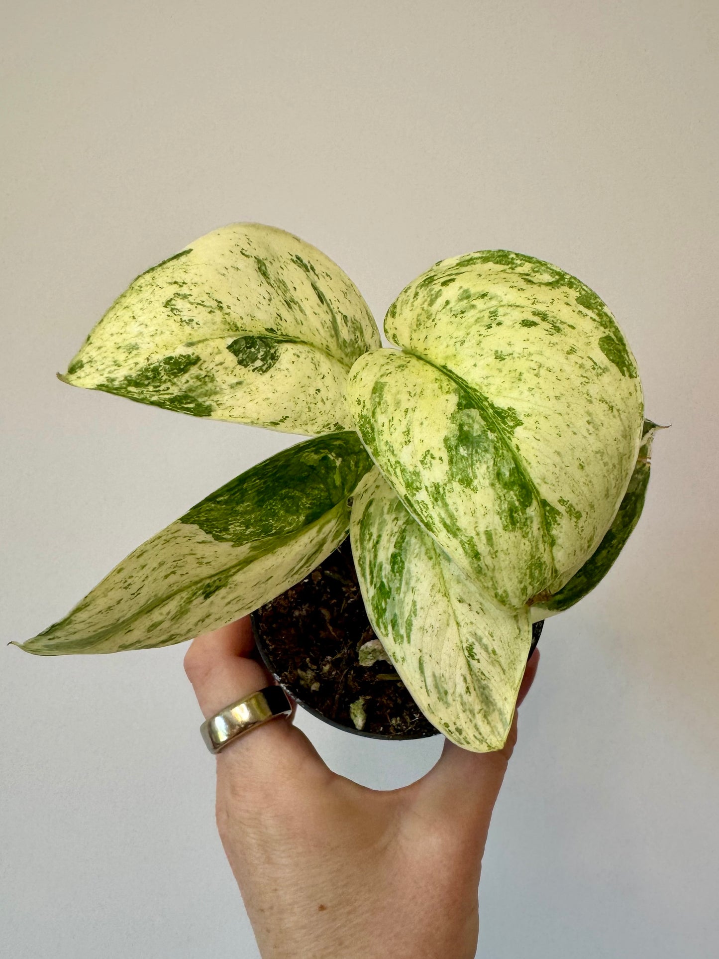 3” Scindapsus Halimoon