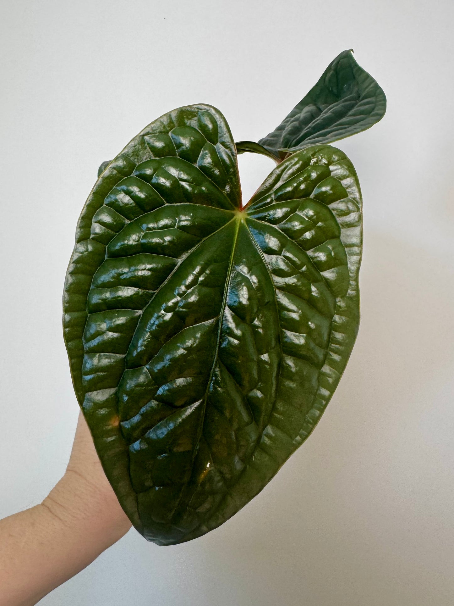 3” Anthurium Luxurians