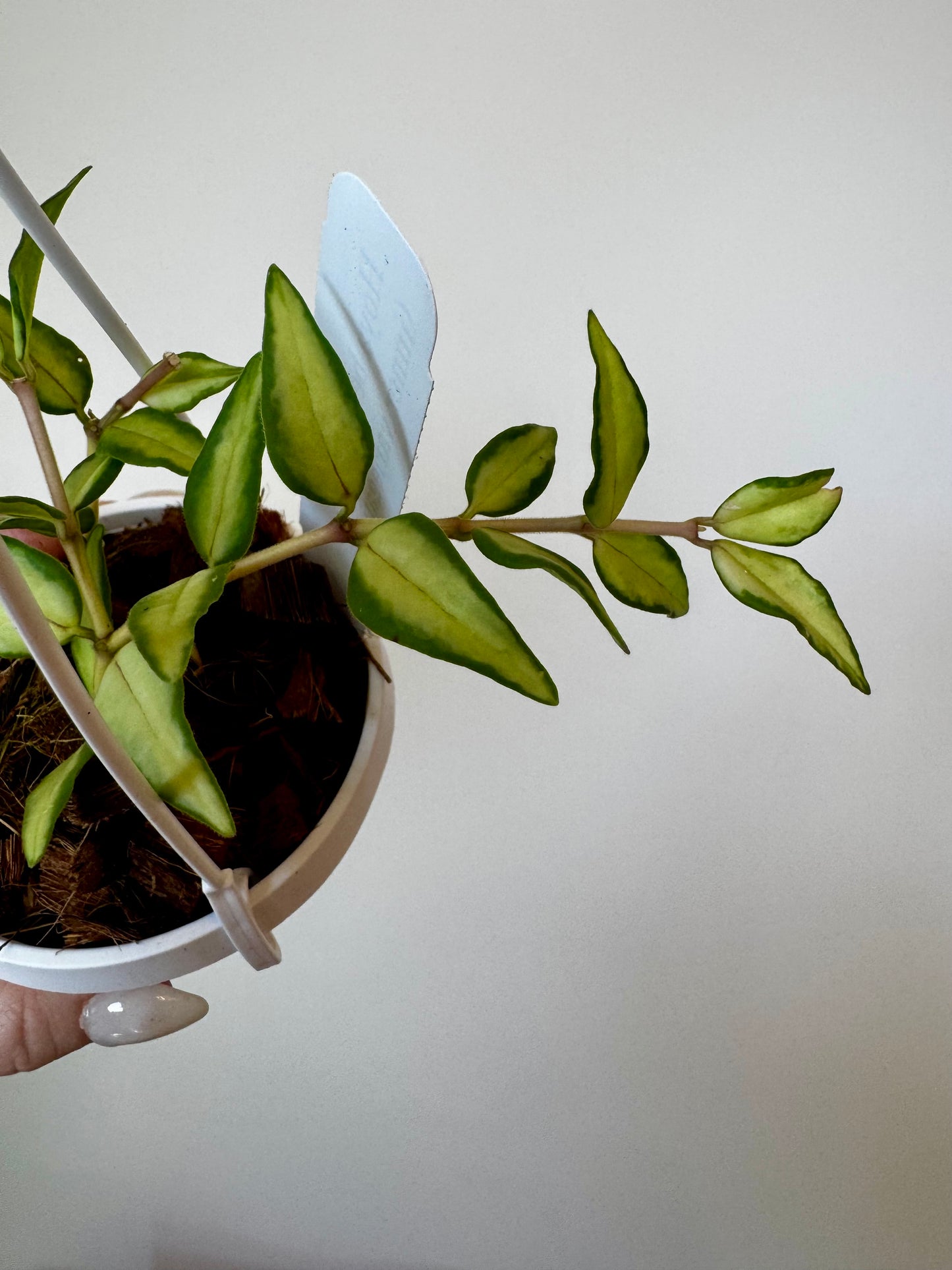 3" Hoya Bella 'Luis Bois' (Inner Variegation)