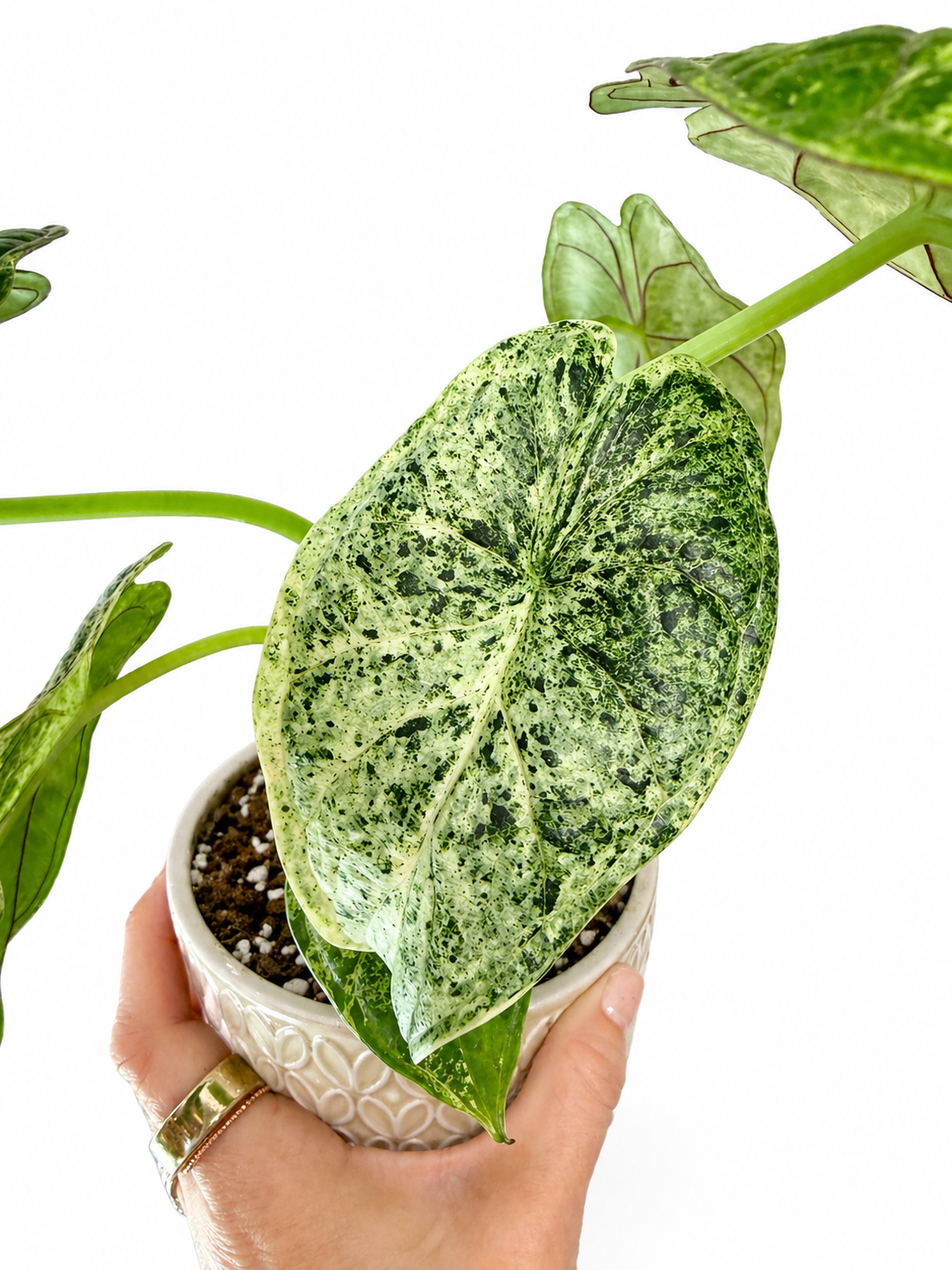 4” Alocasia Dragon Scale Mint Variegated