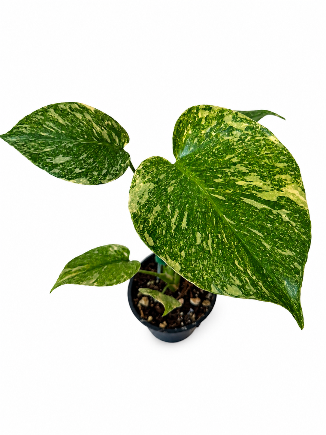 3" Monstera Deliciosa 'Green Snow'