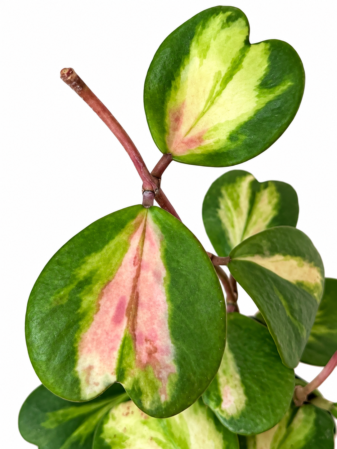6” Hoya Kerrii Reverse (Inner) Variegated