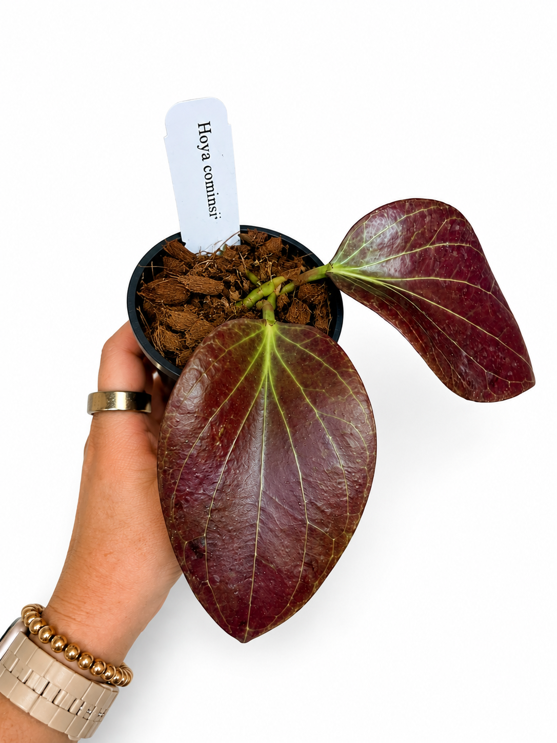 3" Hoya Cominsii
