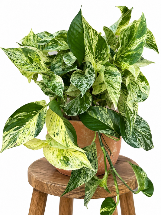 6" Pothos Boreal