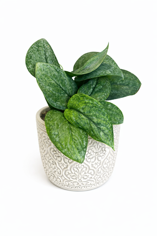 6" Scindapsus Mount Salak