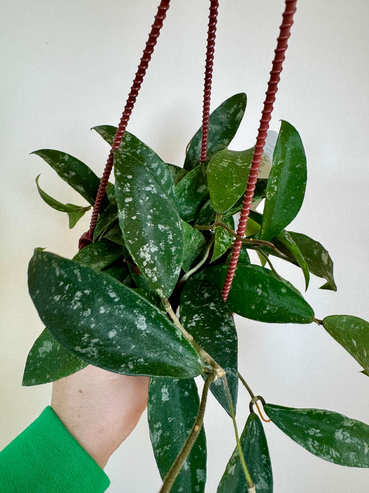 4" Hoya Phuwuaensis Splash