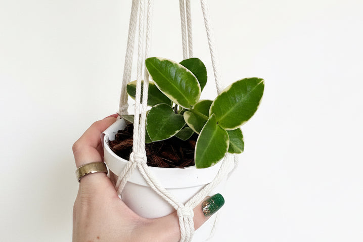 3” Hoya Cumingiana Albo Variegated