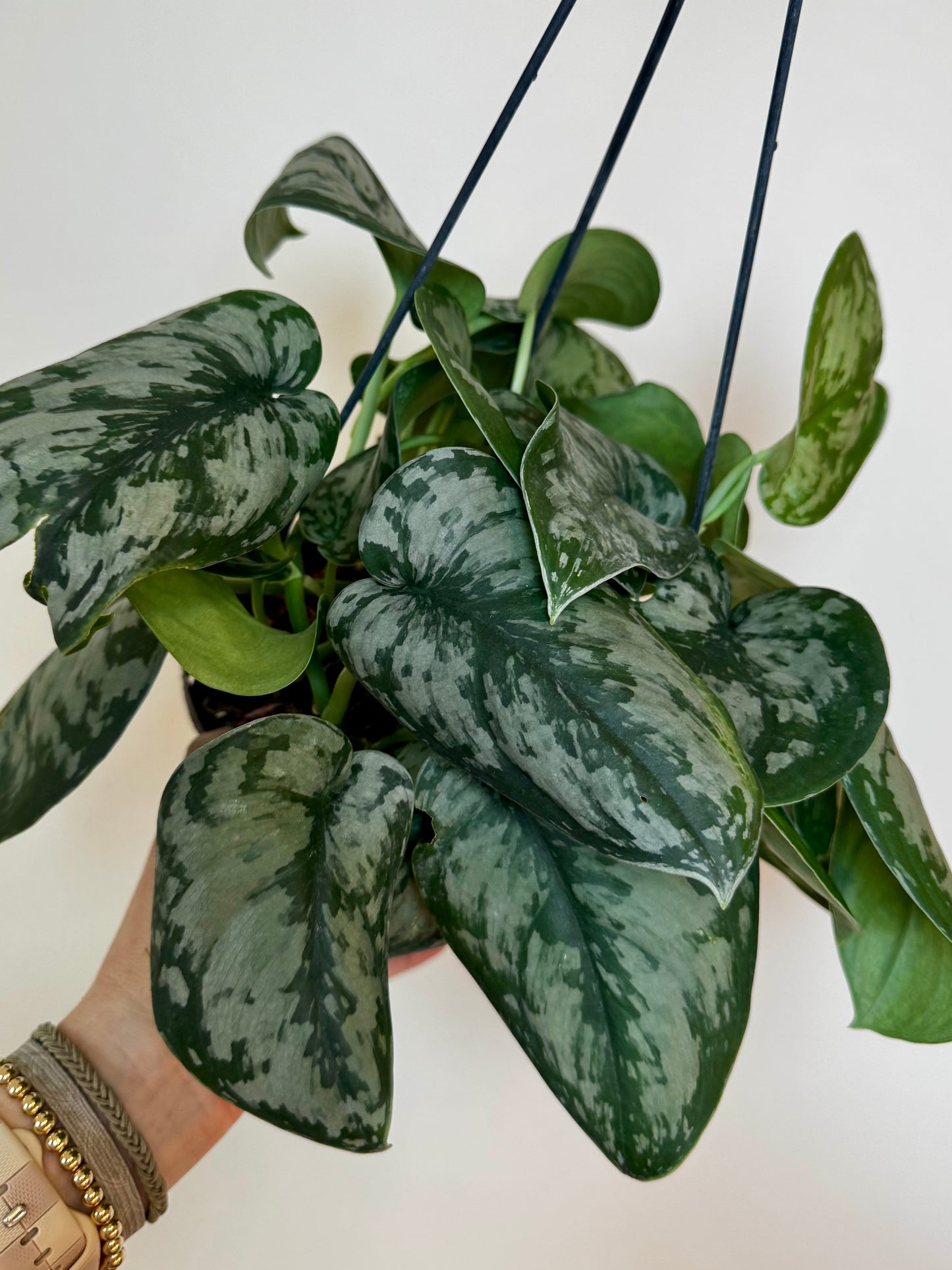 6" Scindapsus 'Army'