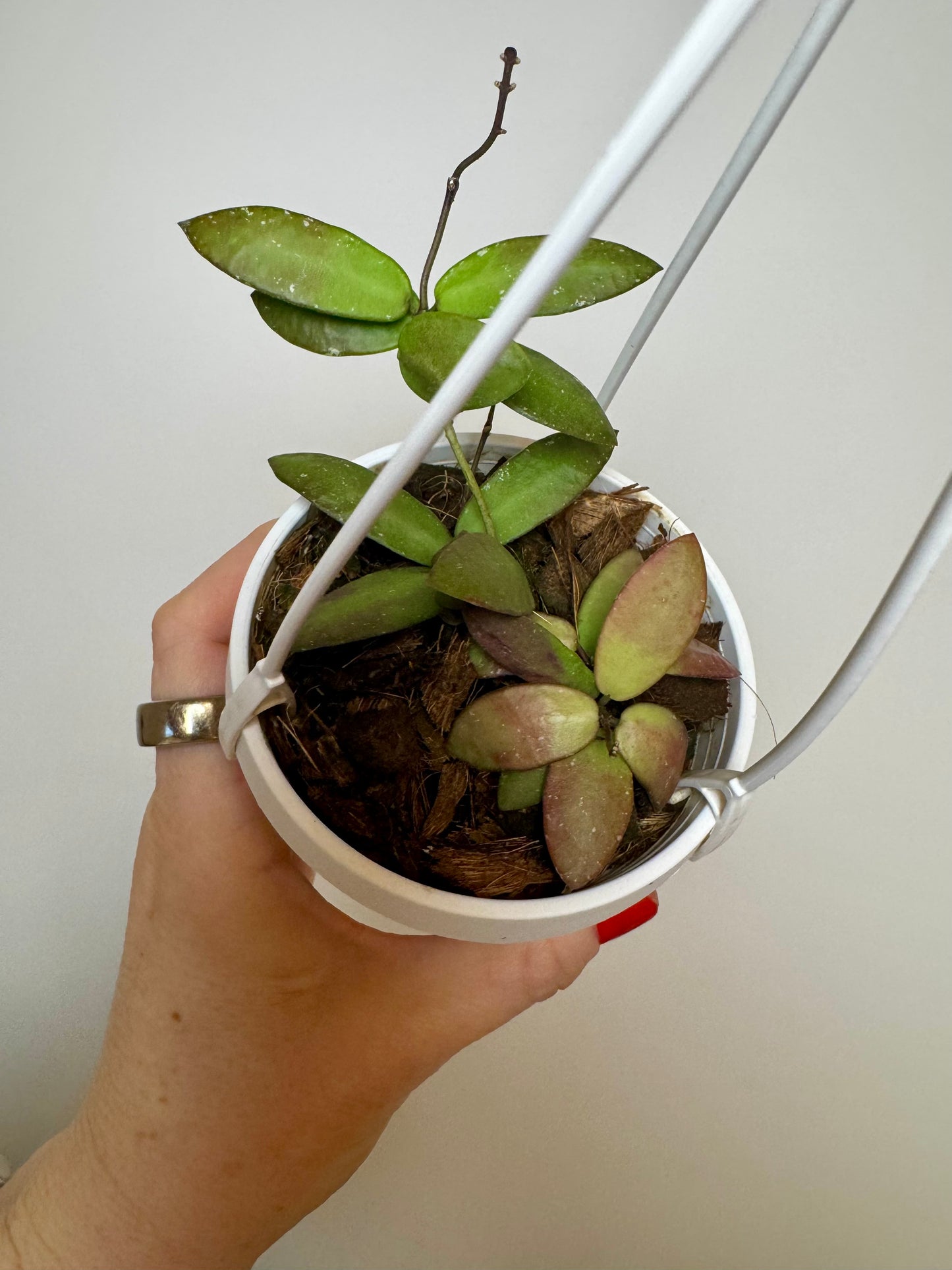 3" Hoya sigillatis ‘Alas River’