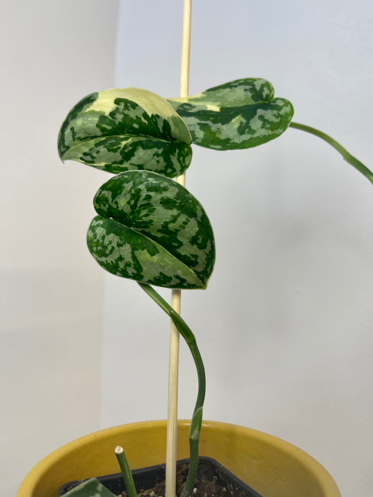 3" Scindapsus Pictus 'Mayari' Albo Variegated