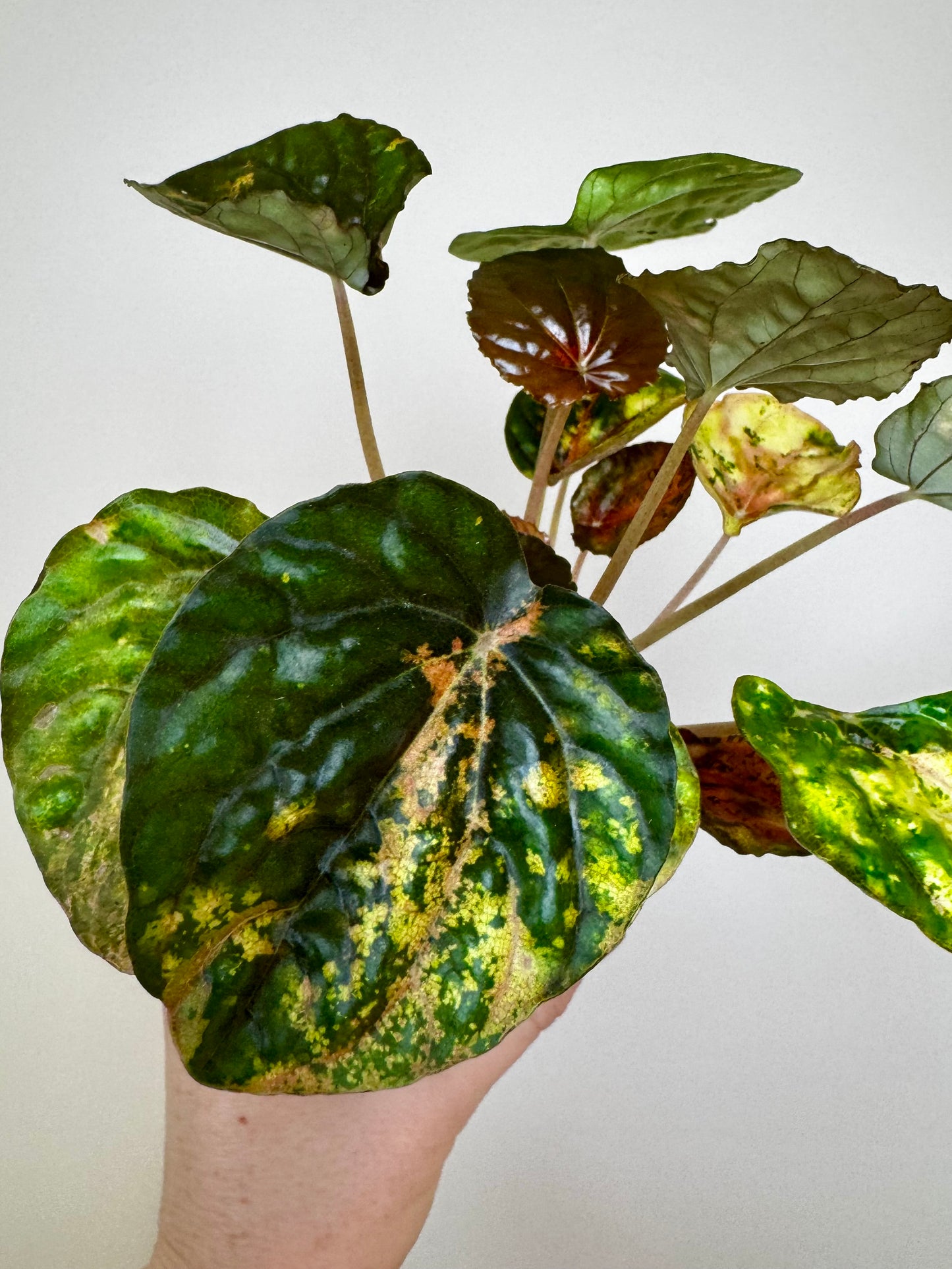 3" Peperomia Carnival